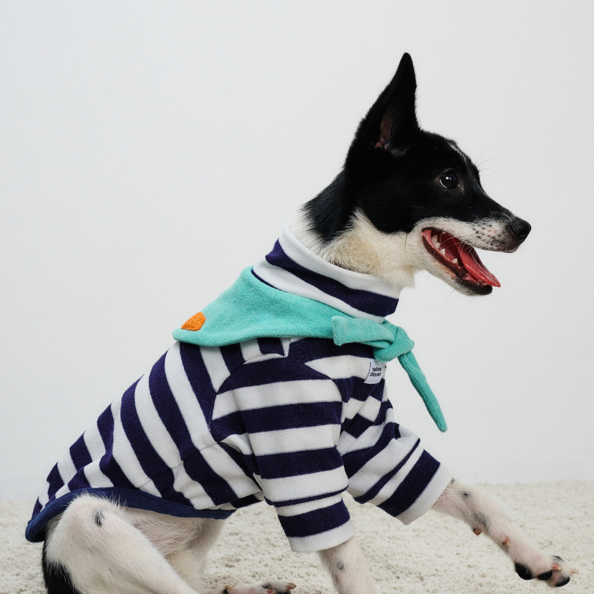 Small dog sitting and wearing Colorful Daily Series Classic Stripe × Color Yarn-dyed Two-Leg Pet Outfit in navy stripe with green bandana, side view on white background