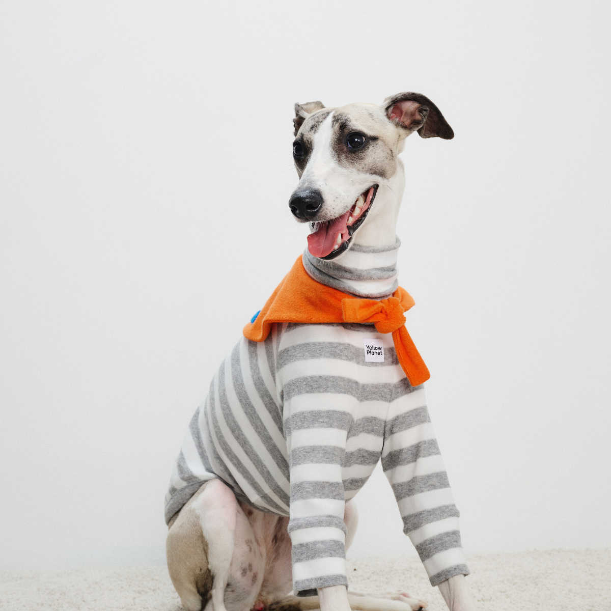 Greyhound dog wearing Colorful Daily Series Classic Stripe × Color Yarn-dyed Two-Leg Pet Outfit in gray stripe with orange bandana, sitting front view on white background, smiling