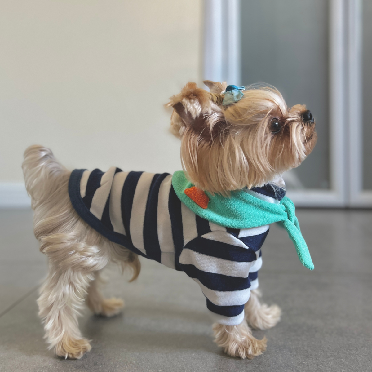 Small dog wearing Colorful Daily Series Classic Stripe × Color Yarn-dyed Two-Leg Pet Outfit in blue stripe with green bandana, standing indoors in side view
