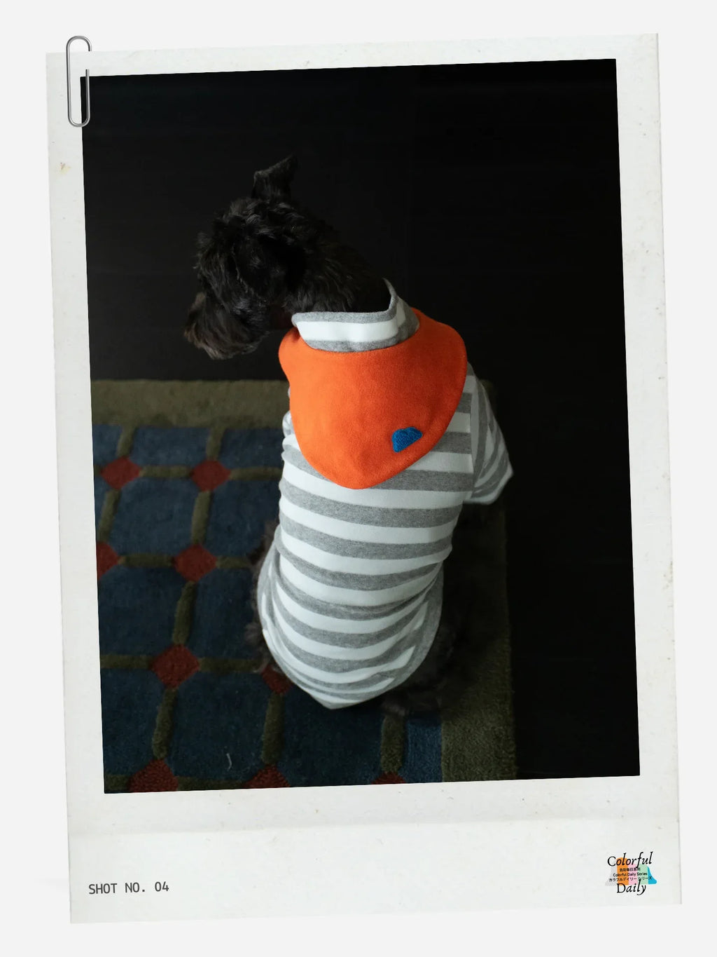 Back view of black Schnauzer wearing Grey white Stripe Orange yarn dyed pet stripe outfit with matching bandana