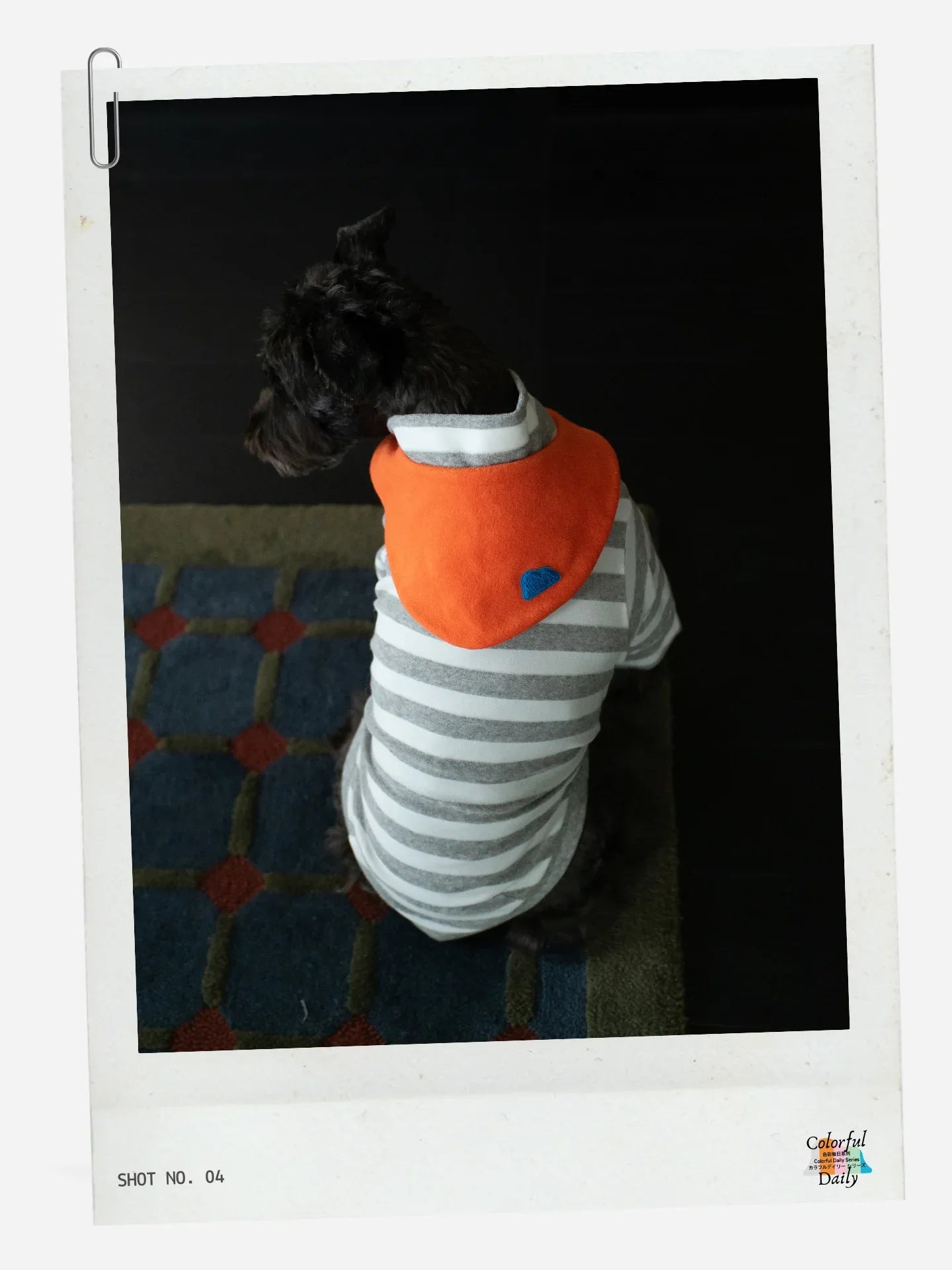 Back view of black Schnauzer wearing Grey white Stripe Orange yarn dyed pet stripe outfit with matching bandana