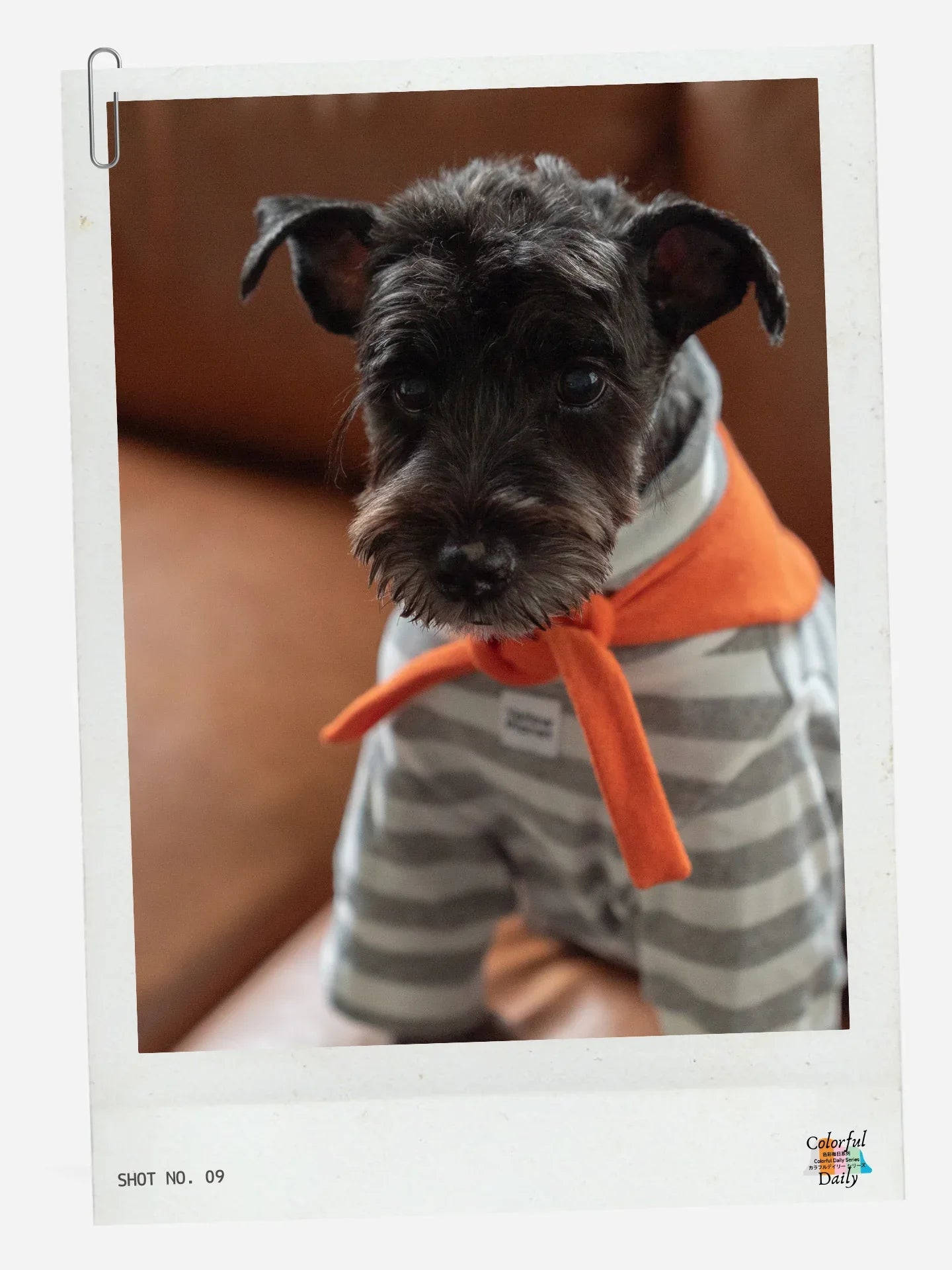 Black Schnauzer wearing Grey white Stripe Orange yarn dyed pet stripe outfit with matching bandana, front upper body view