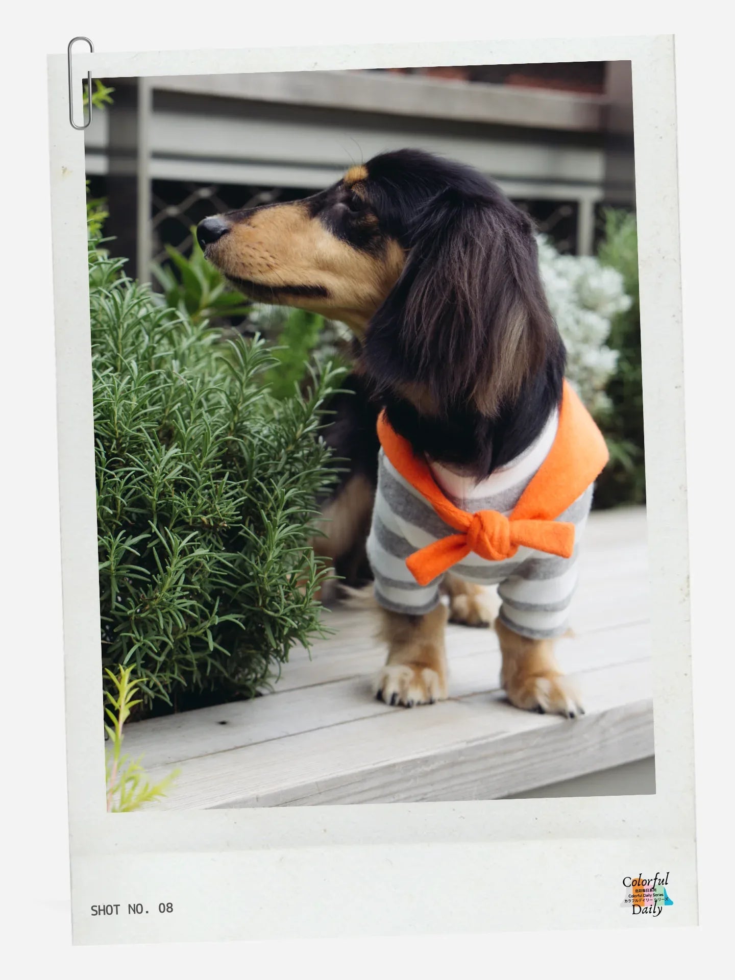 Dachshund wearing Grey white Stripe Orange yarn dyed pet stripe outfit with matching bandana, standing outdoors front view