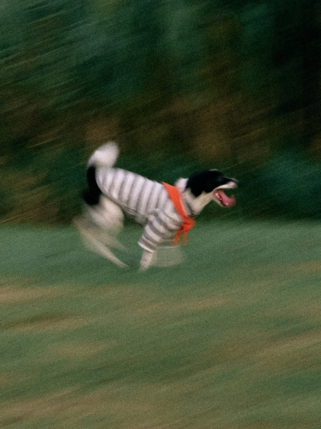 Rat Terrier wearing Grey white Stripe Orange yarn dyed pet stripe outfit with matching bandana, running on grass outdoors