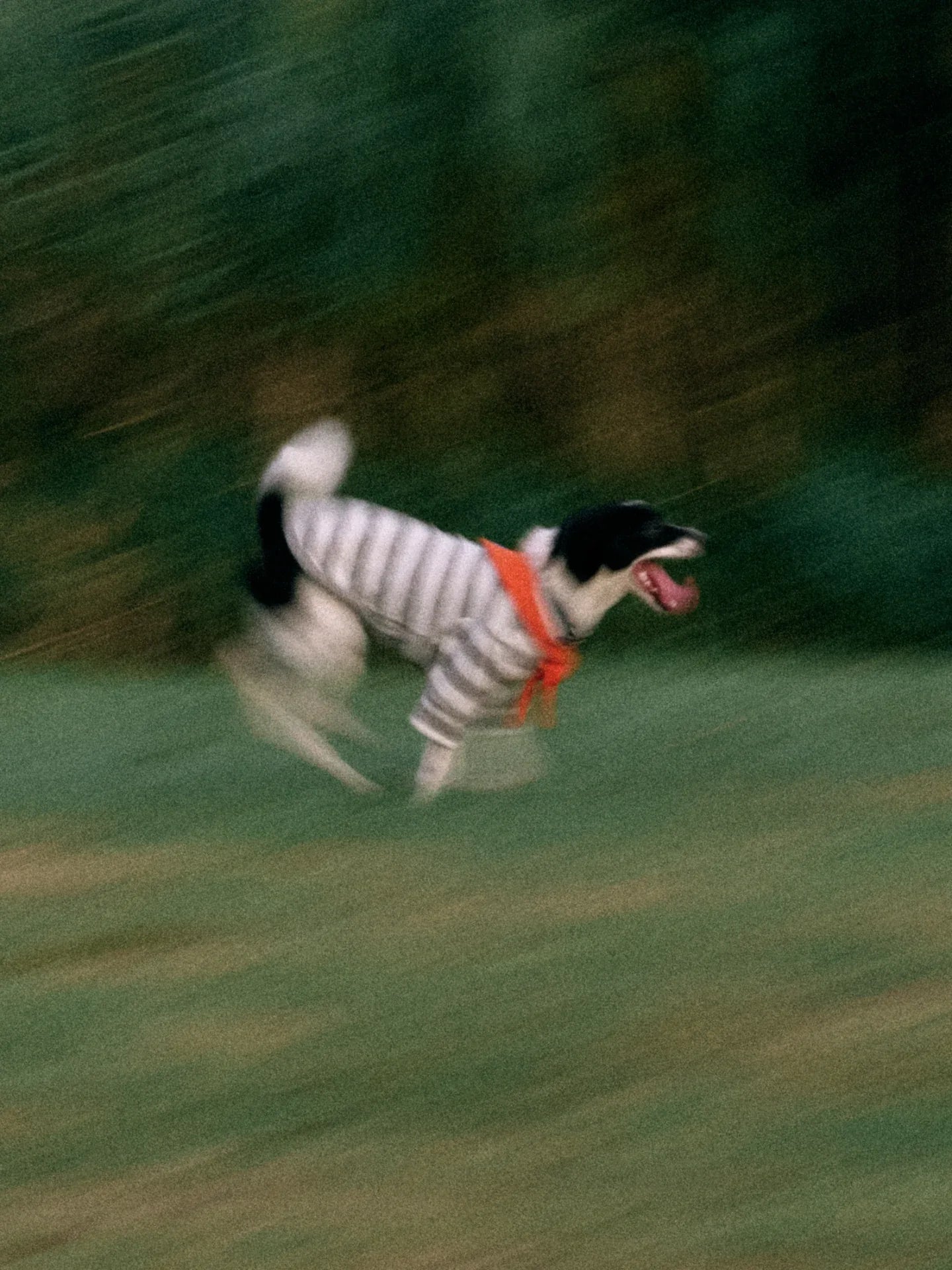 Rat Terrier wearing Grey white Stripe Orange yarn dyed pet stripe outfit with matching bandana, running on grass outdoors