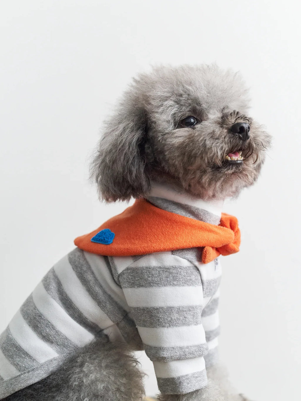 Toy Poodle wearing Grey white Stripe Orange yarn dyed pet stripe outfit with matching bandana, side view indoors