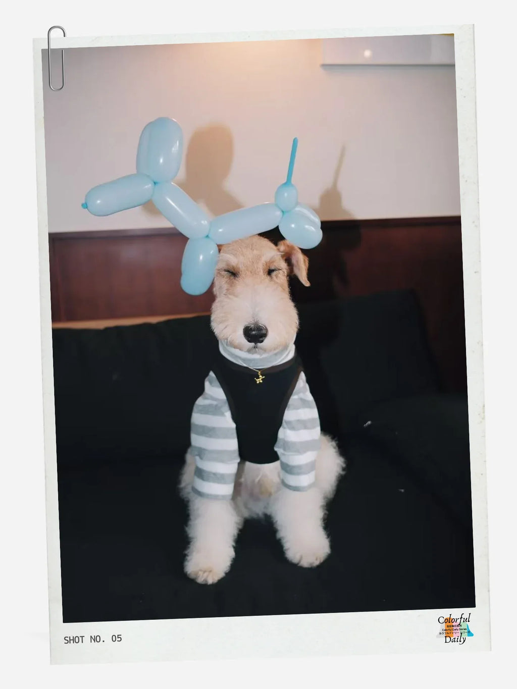 Wire Fox Terrier wearing Grey white Stripe yarn dyed pet stripe outfit with matching bandana and black harness, sitting front view