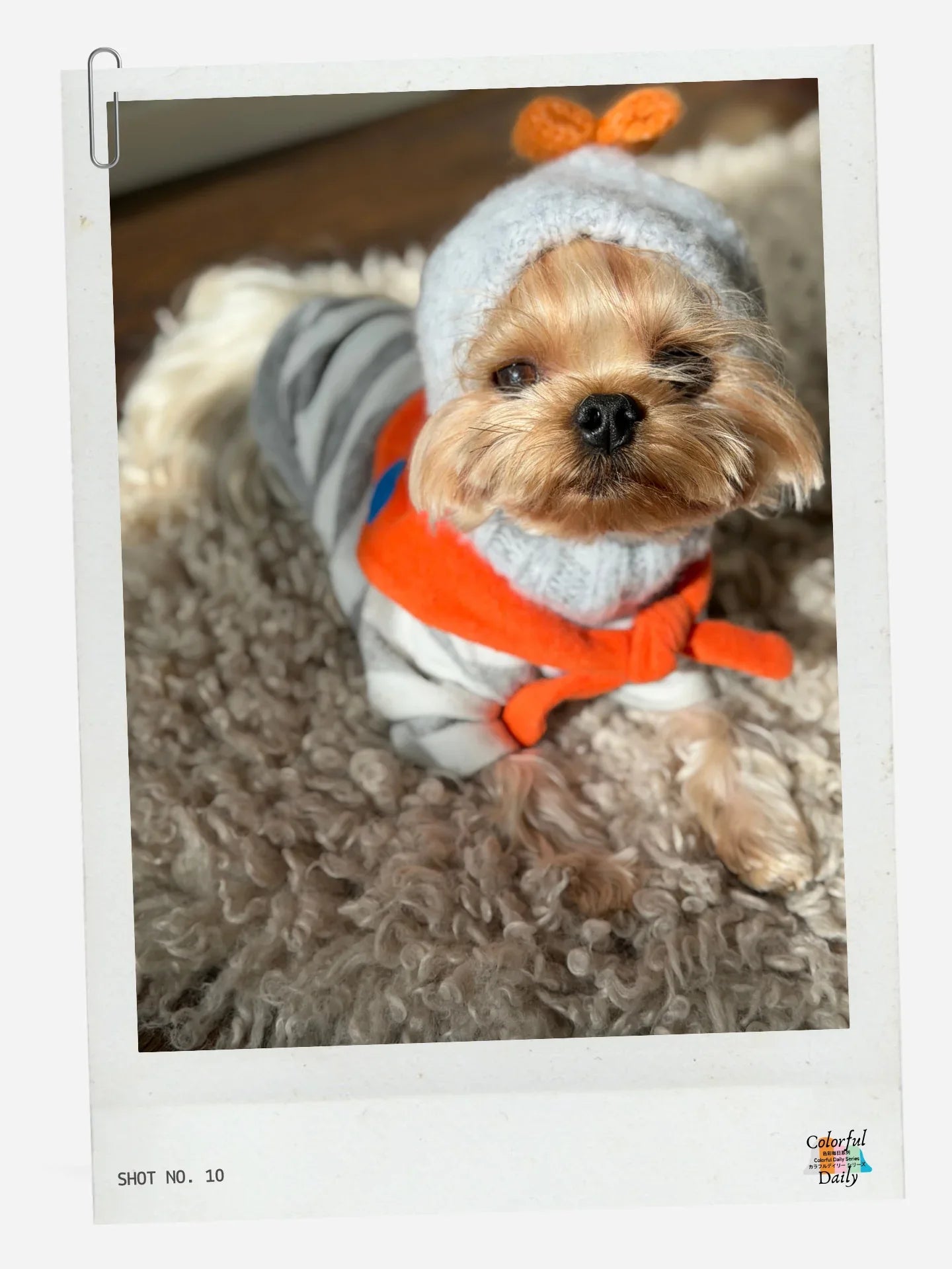 Yorkshire Terrier wearing Grey white Stripe Orange Colorful Daily Series Yarn dyed pet stripe outfit with matching bandana, lying comfortably indoors
