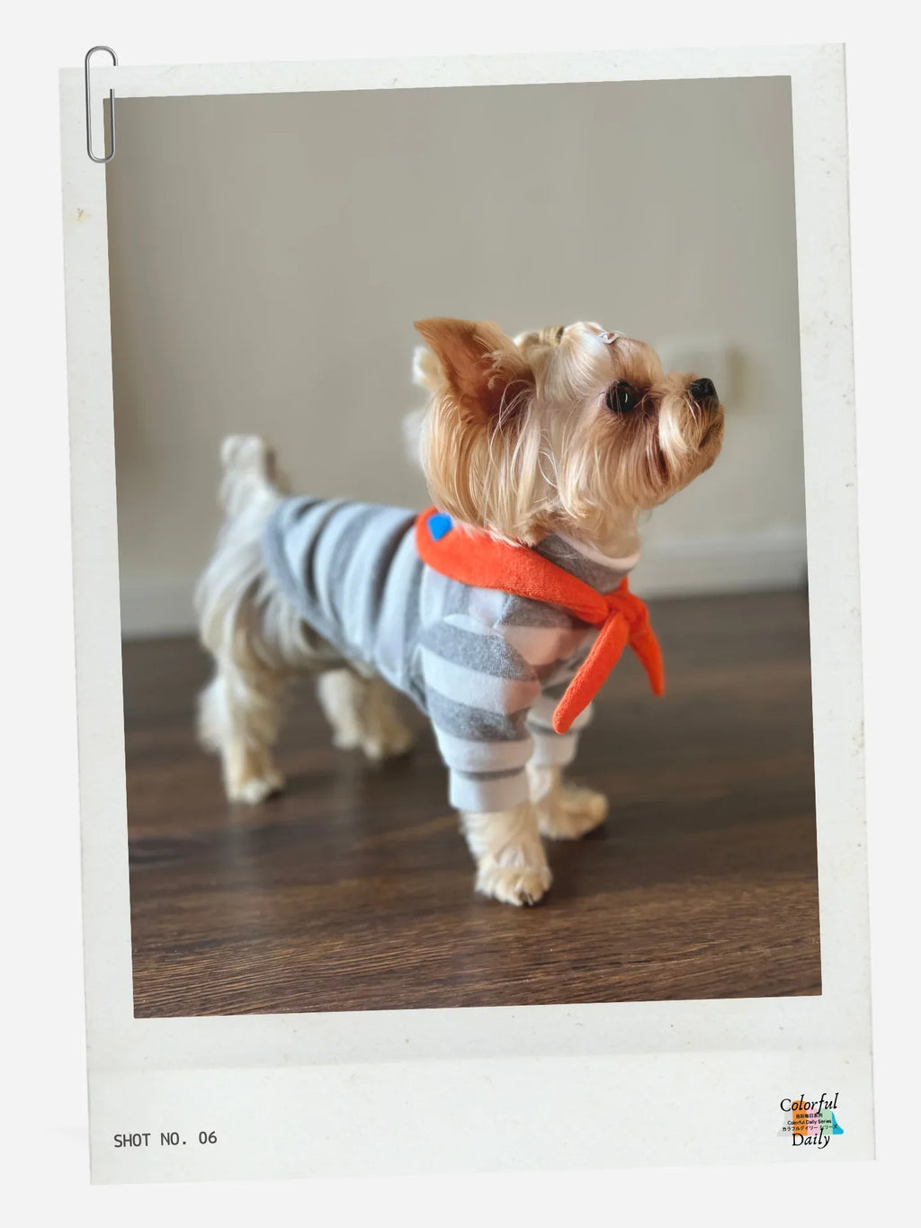 Yorkshire Terrier wearing Grey white Stripe Orange yarn dyed pet stripe outfit with matching bandana, side view indoors