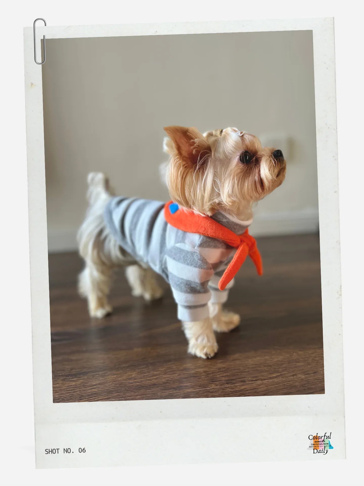 Yorkshire Terrier wearing Grey white Stripe Orange yarn dyed pet stripe outfit with matching bandana, side view indoors