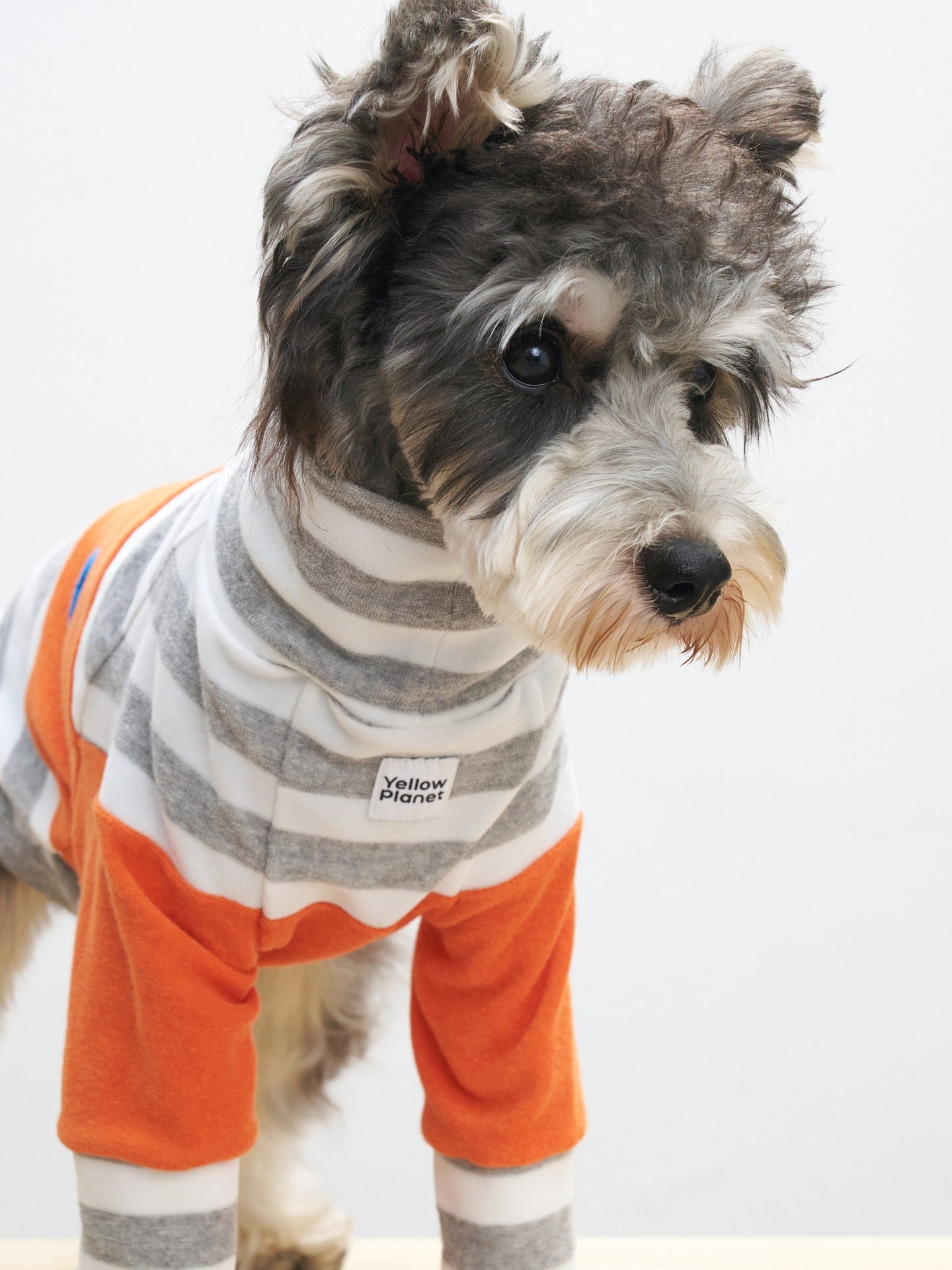 Mini Schnauzer wearing the Colorful Daily striped terry tee in Grey-white Stripe x Orange, designed for soft everyday comfort.