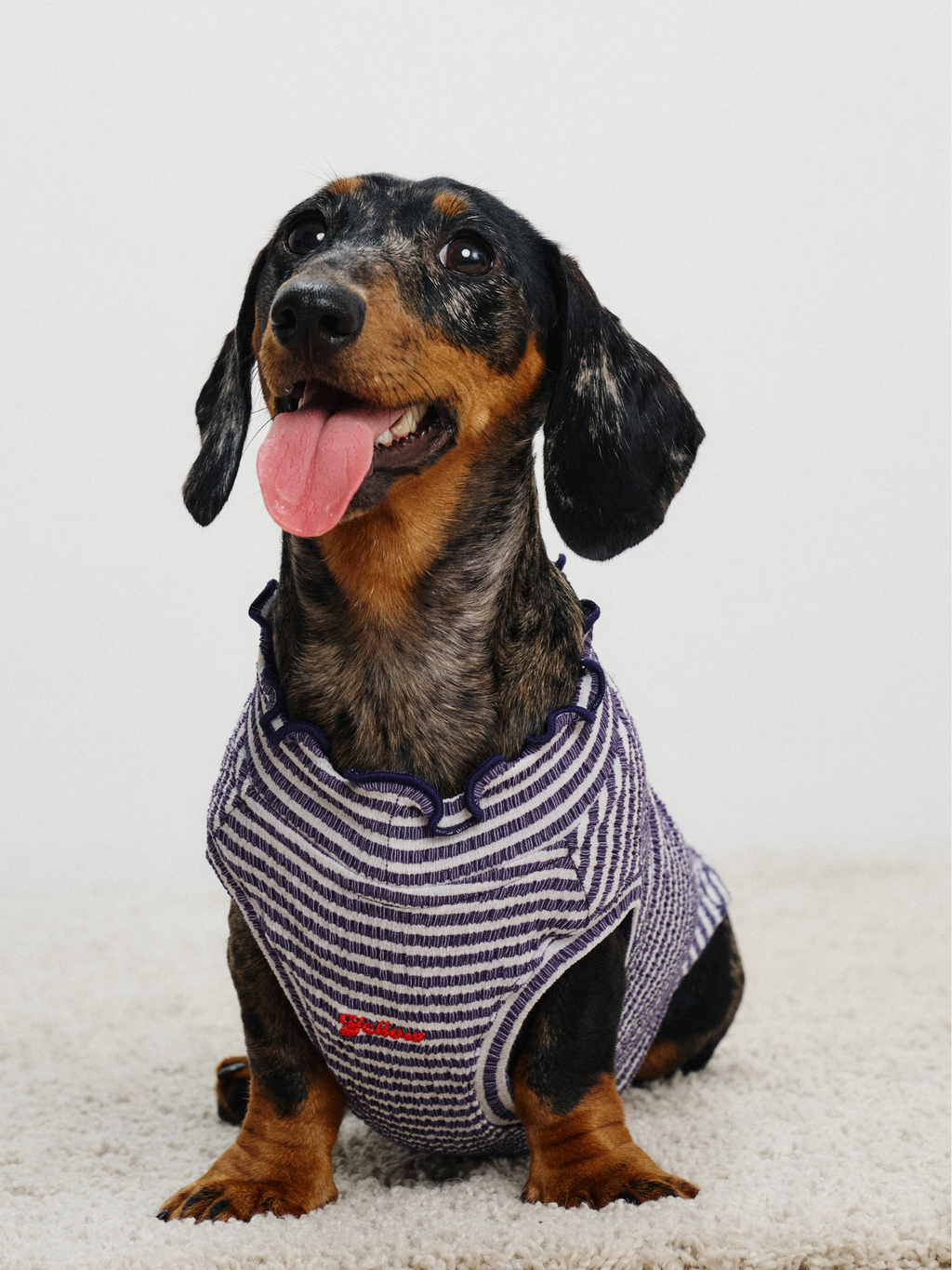 Smiling dachshund sitting and wearing the Colorful Daily Series Wavy 3D Pleated Pet Vest, front view