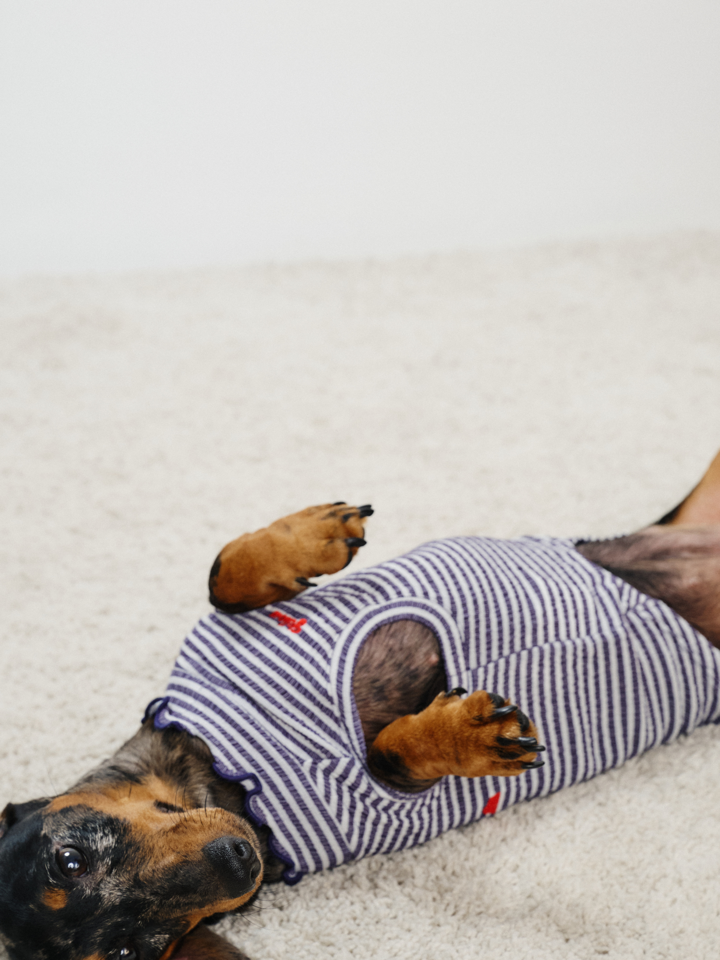 Dachshund lying comfortably and wearing the Colorful Daily Series Wavy 3D Pleated Pet Vest