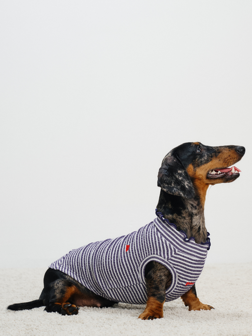 Dachshund wearing the Colorful Daily Series Wavy 3D Pleated Pet Vest, side view while sitting
