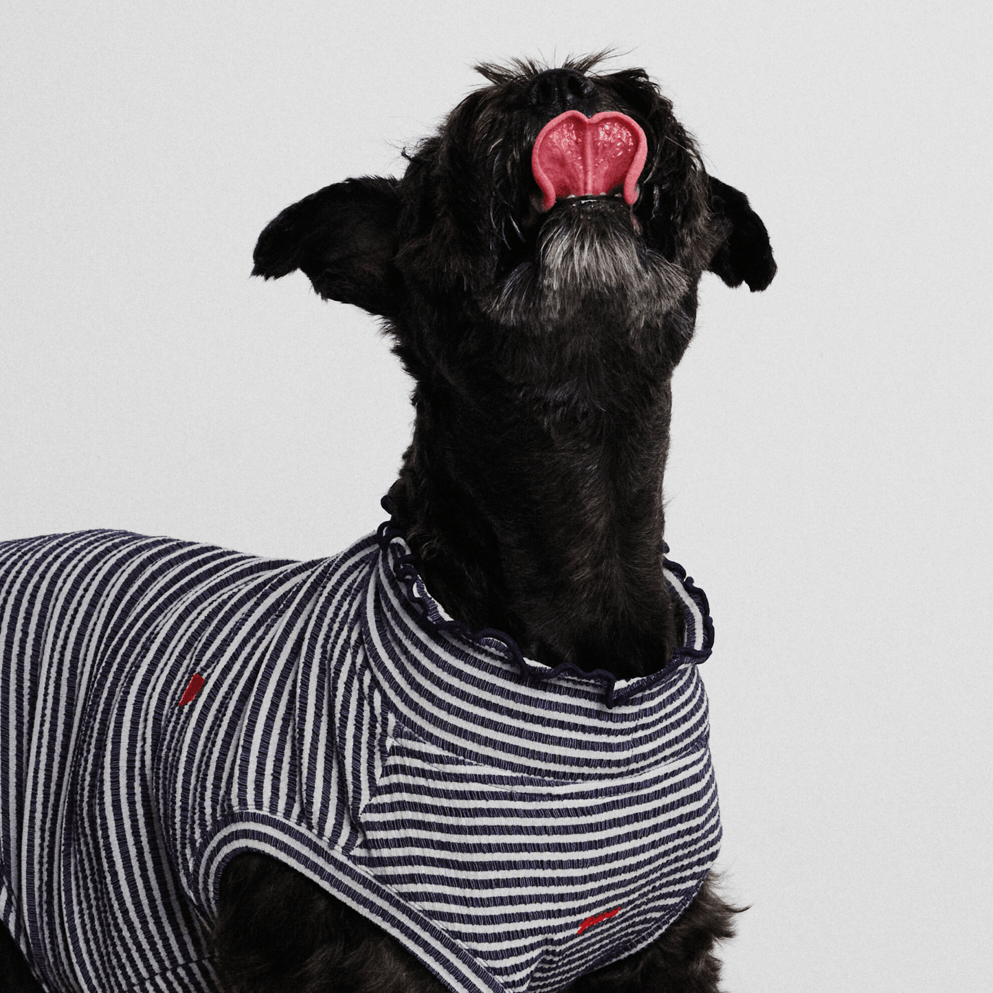 Front view of black schnauzer wearing Colorful Daily Series Wavy 3D Pleated Pet Vest, head up with tongue out