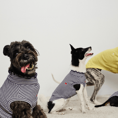 Group photo of four small dogs wearing Colorful Daily Series Wavy 3D Pleated Pet Vests, one dog smiling at the camera while the other three are shown from the side