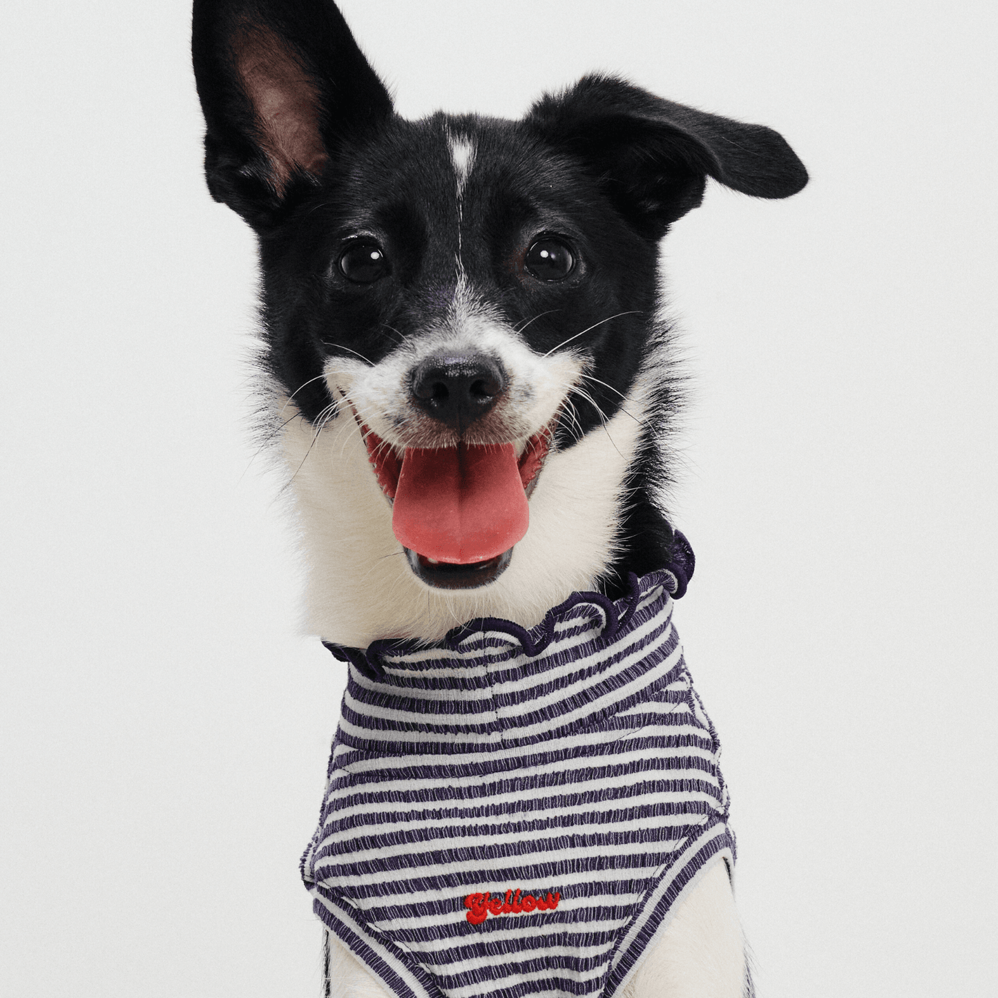 Front half-body view of small dog smiling while wearing navy striped Colorful Daily Series Wavy 3D Pleated Pet Vest