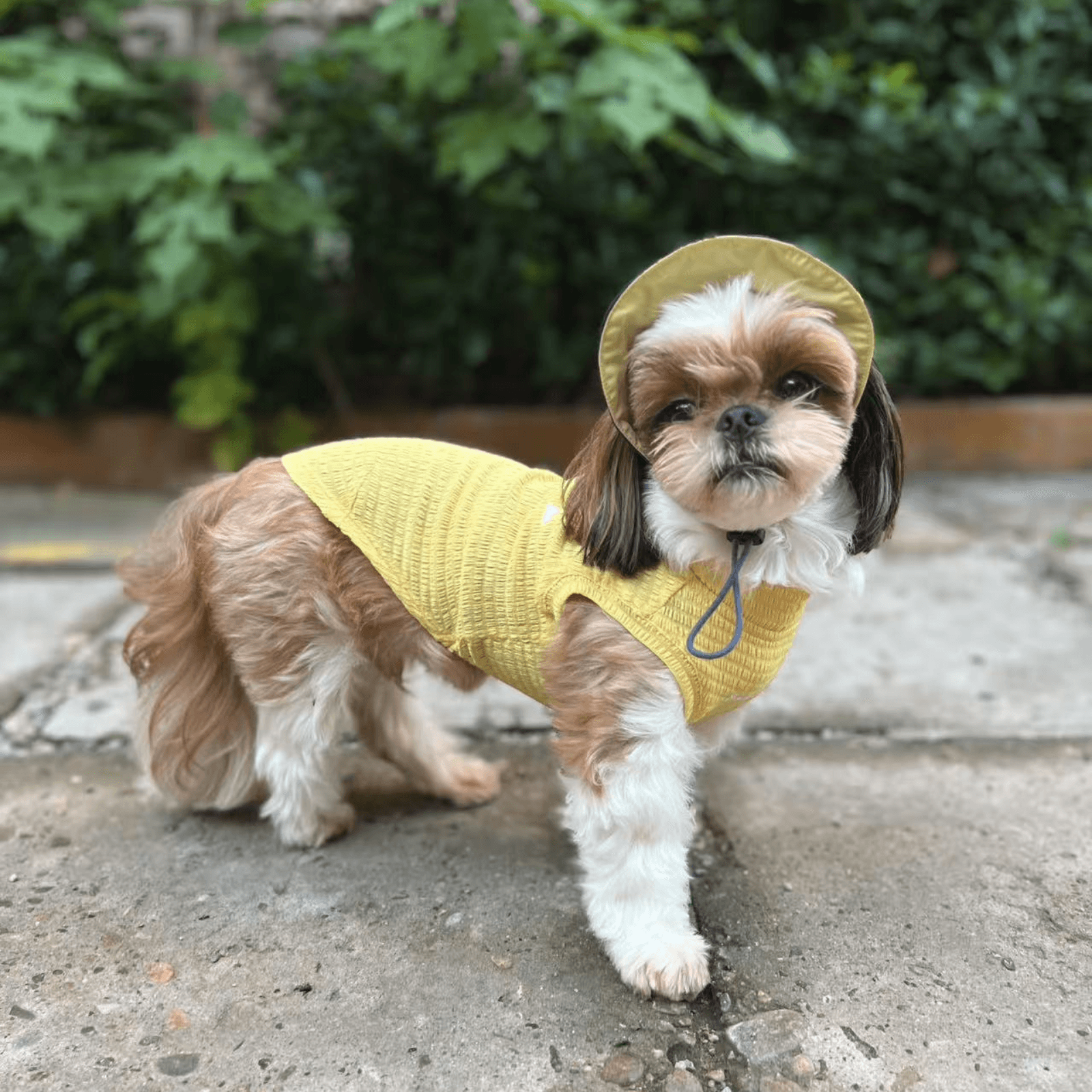 Side mid-shot of small dog walking outdoors while wearing pale-yellow Colorful Daily Series Wavy 3D Pleated Pet Vest