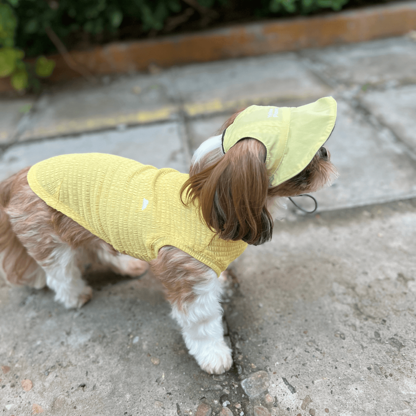 Top mid-shot view of small dog walking outdoors while wearing pale-yellow Colorful Daily Series Wavy 3D Pleated Pet Vest
