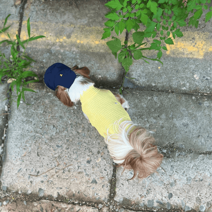 Top view of small dog walking outdoors while wearing pale-yellow Colorful Daily Series Wavy 3D Pleated Pet Vest