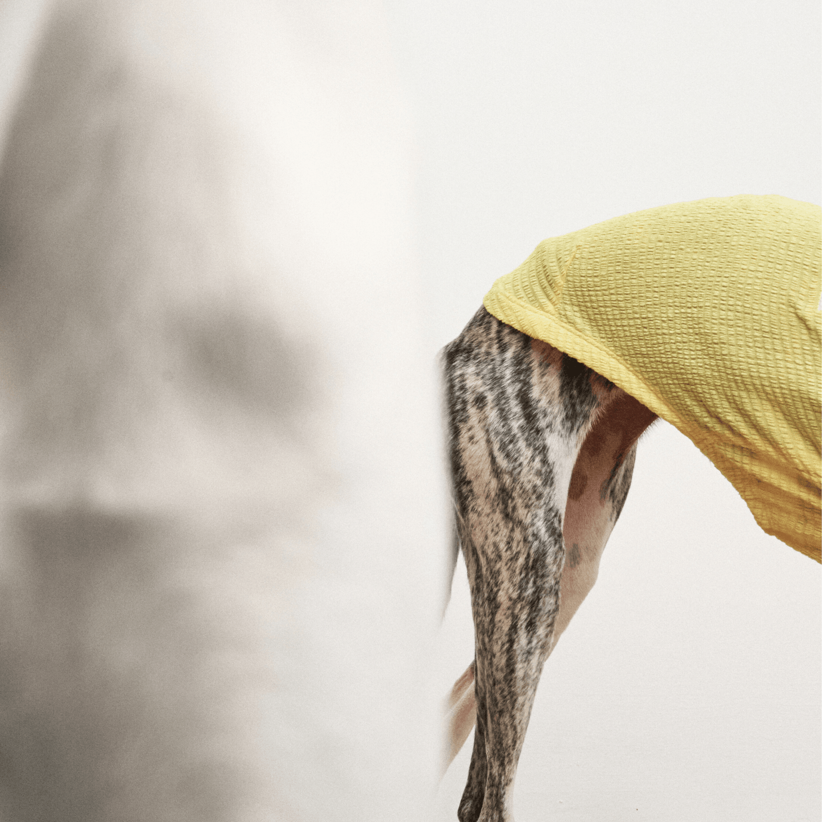 Back half-body close-up of greyhound standing while wearing pale-yellow Colorful Daily Series Wavy 3D Pleated Pet Vest