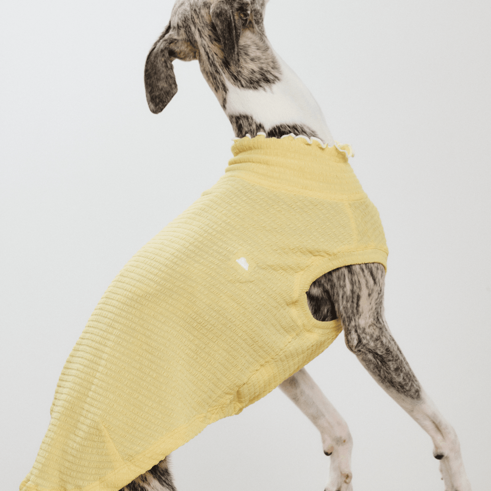 Back view of greyhound jumping while wearing pale yellow Colorful Daily Series Wavy 3D Pleated Pet Vest