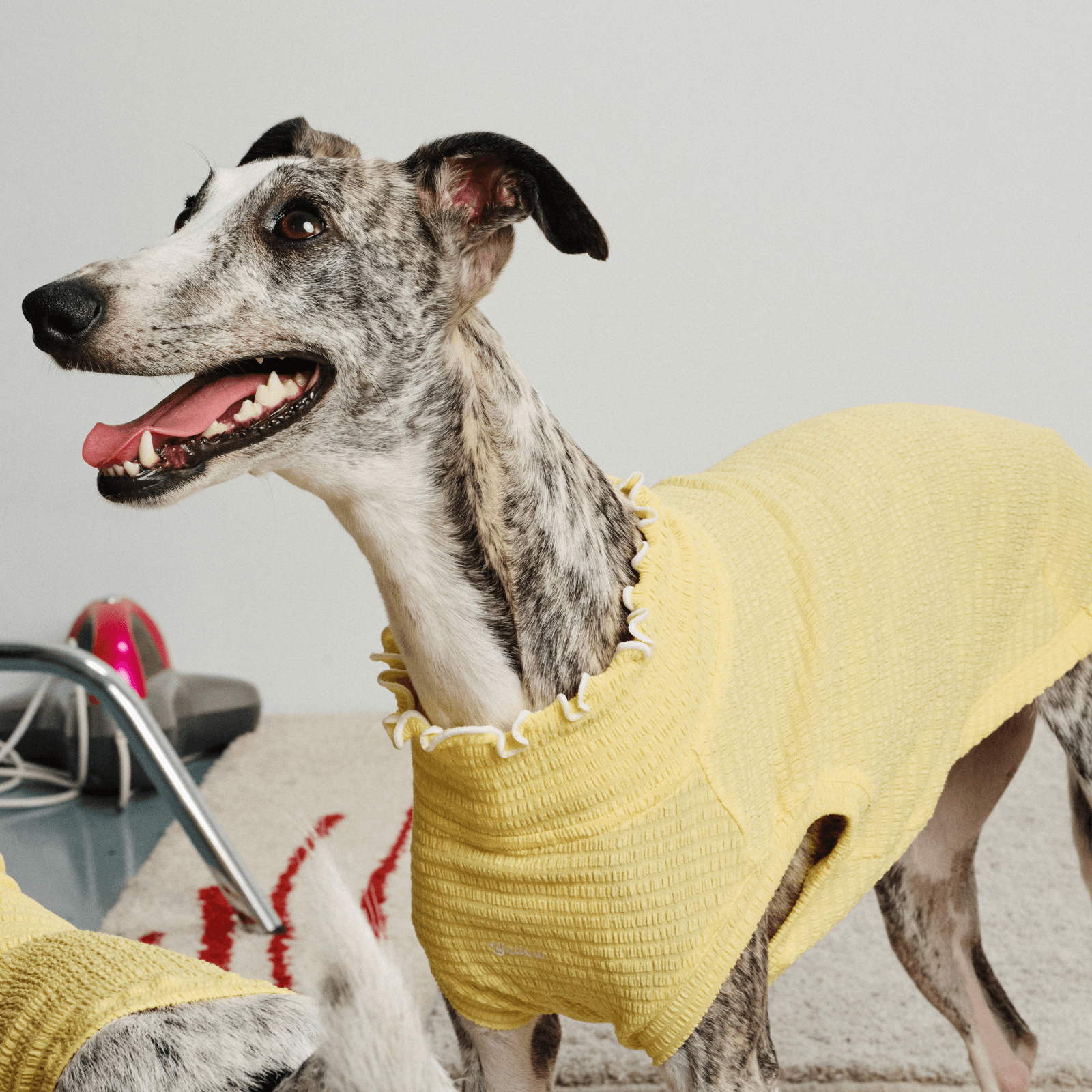 Half-side view of greyhound standing and smiling while wearing pale-yellow Colorful Daily Series Wavy 3D Pleated Pet Vest