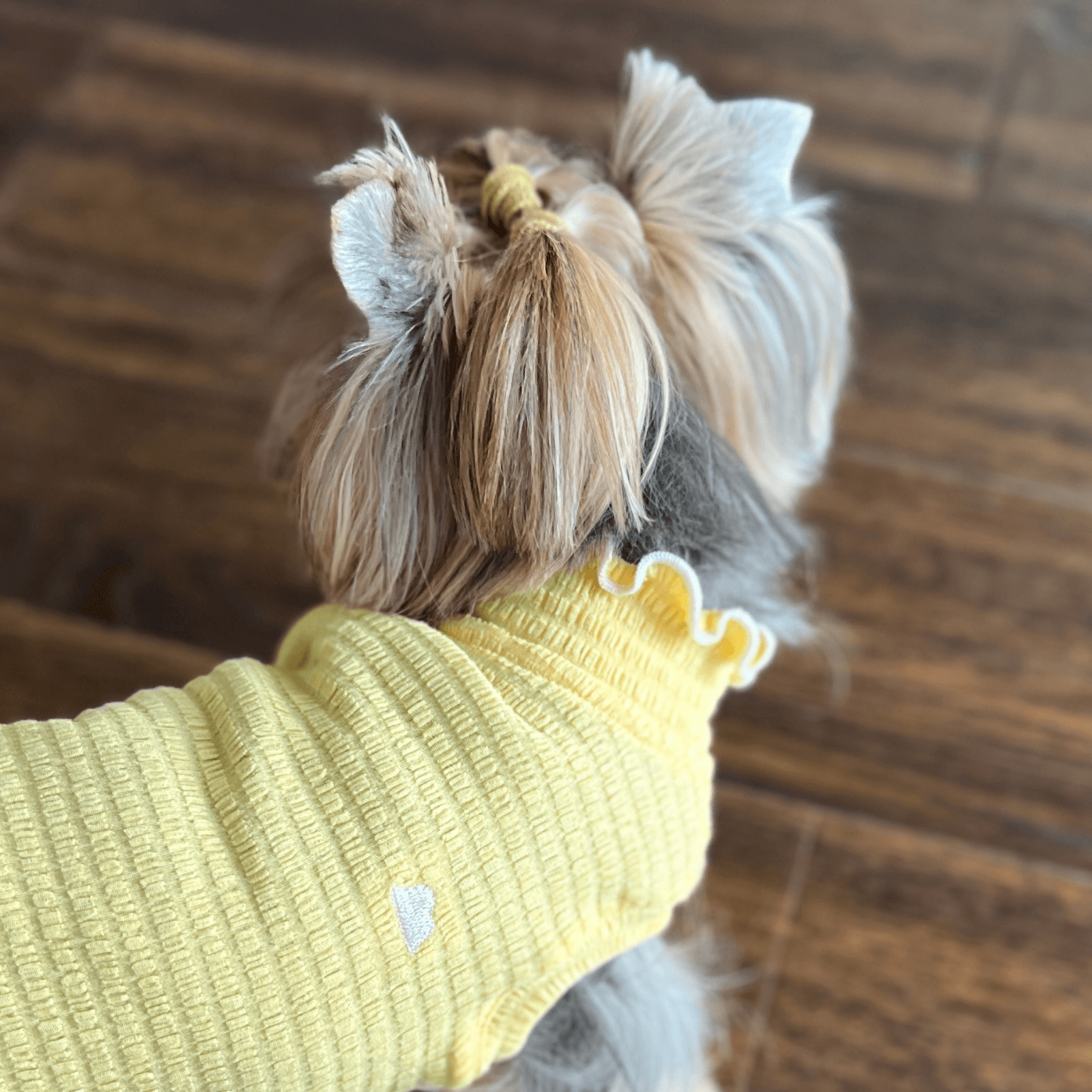 Top view close-up of Yorkshire Terrier’s upper body while wearing pale-yellow Colorful Daily Series Wavy 3D Pleated Pet Vest indoors