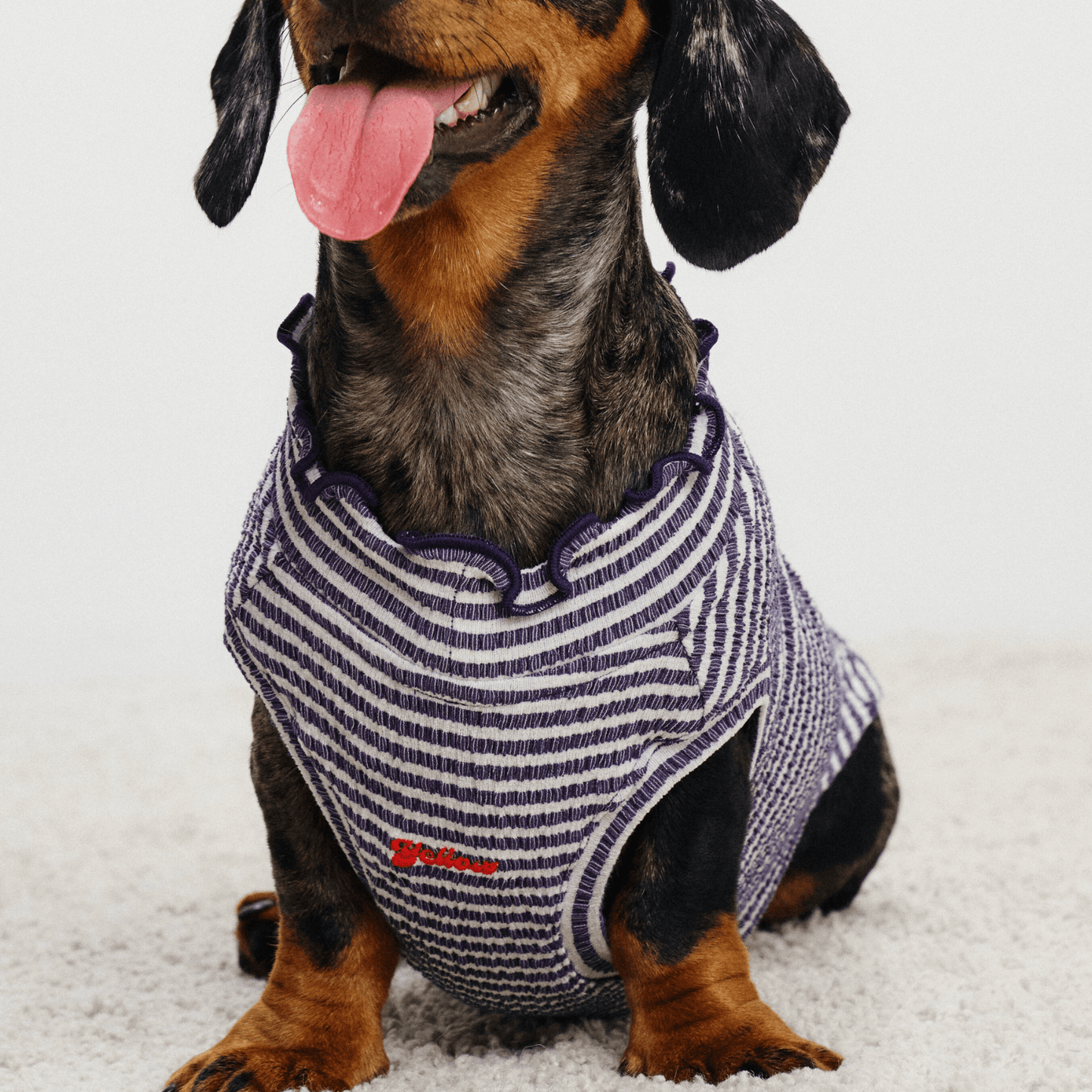 Front close-up of dachshund wearing striped Colorful Daily Series Wavy 3D Pleated Pet Vest