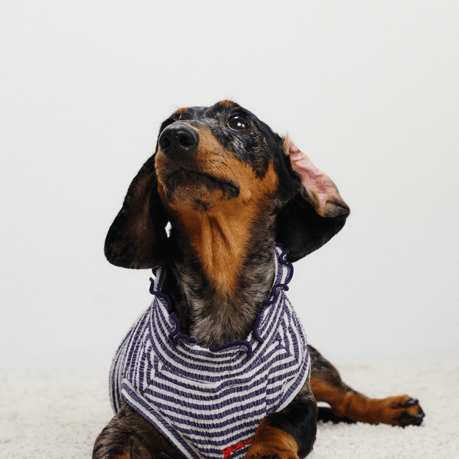 Front view of dachshund lying down and looking up while wearing striped Colorful Daily Series Wavy 3D Pleated Pet Vest