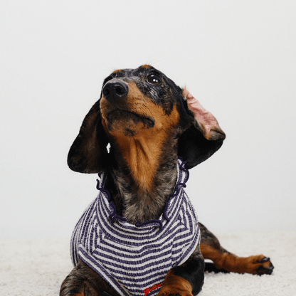 Front view of dachshund lying down and looking up while wearing striped Colorful Daily Series Wavy 3D Pleated Pet Vest