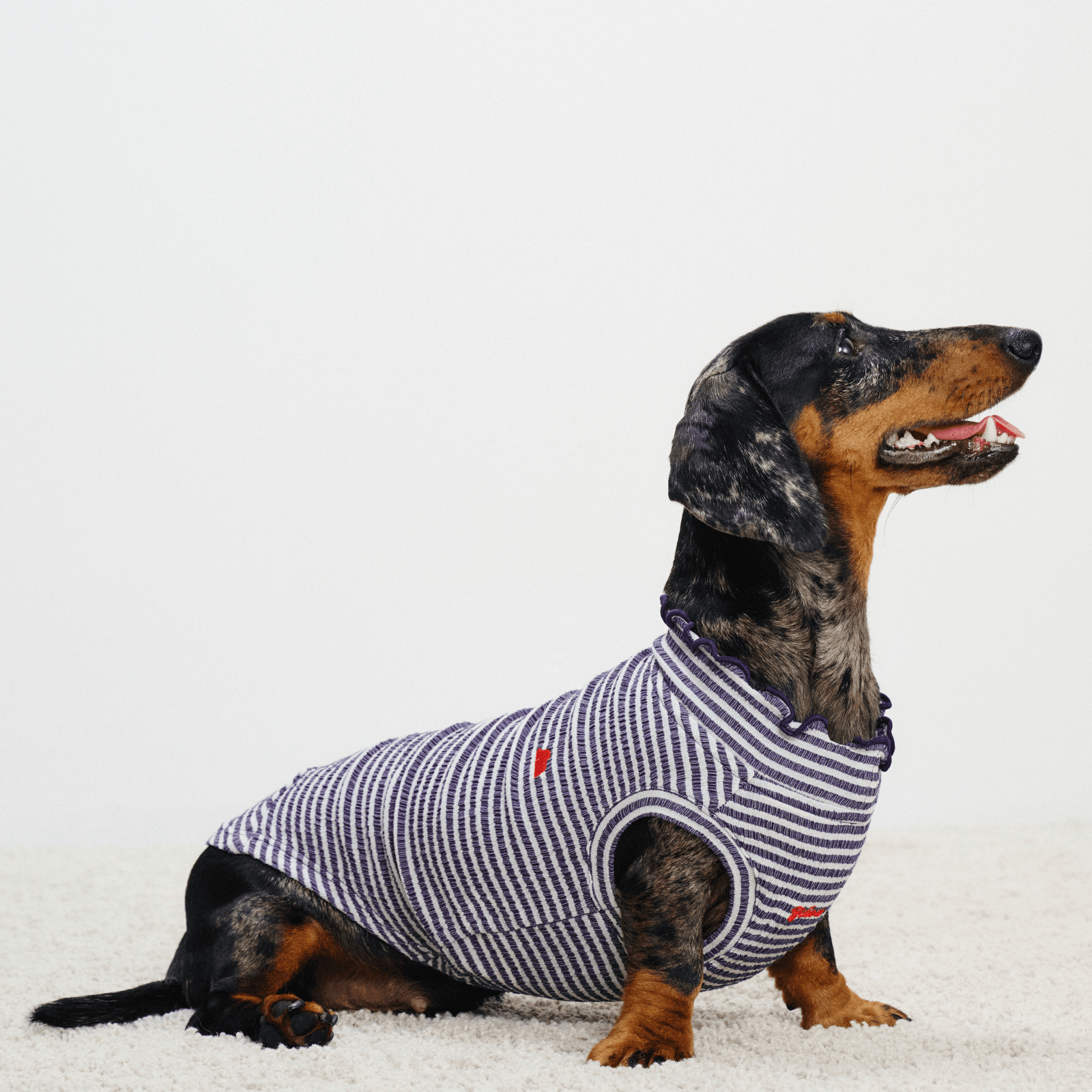 Side full-body view of dachshund wearing striped Colorful Daily Series Wavy 3D Pleated Pet Vest