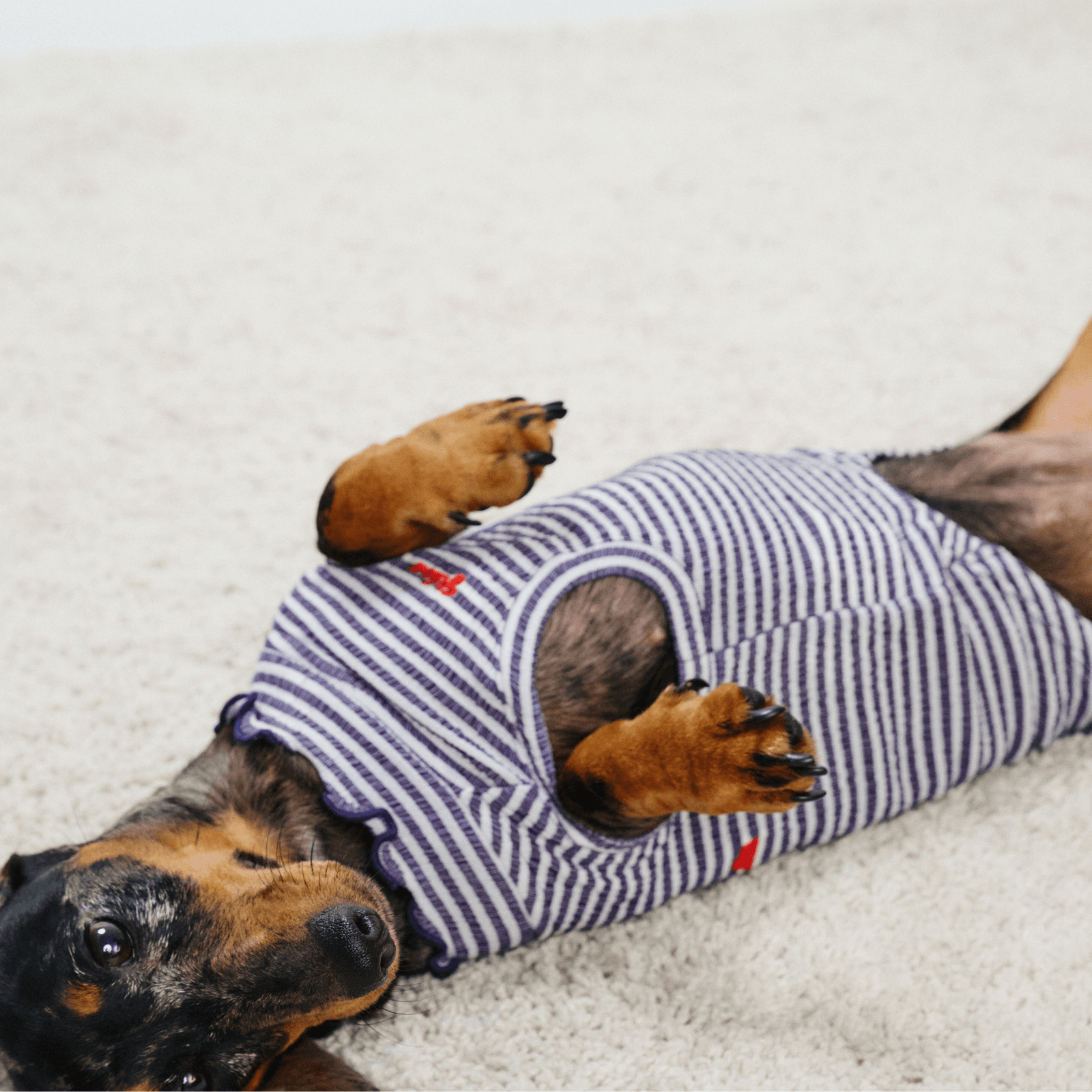 Top view of dachshund lying on back with belly exposed while wearing striped Colorful Daily Series Wavy 3D Pleated Pet Vest
