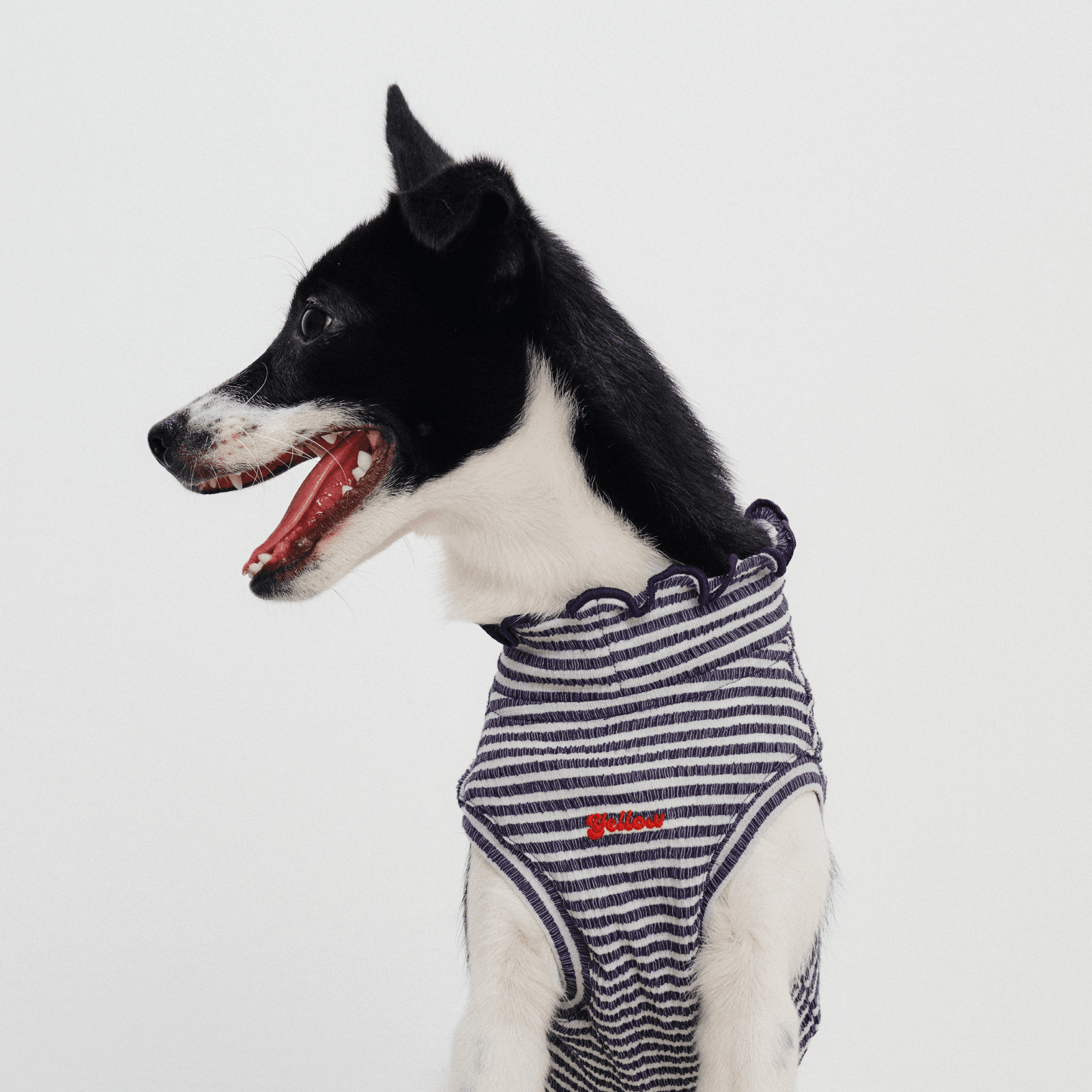 Front half-body view of small dog wearing striped Colorful Daily Series Wavy 3D Pleated Pet Vest, head tilted to the side and smiling