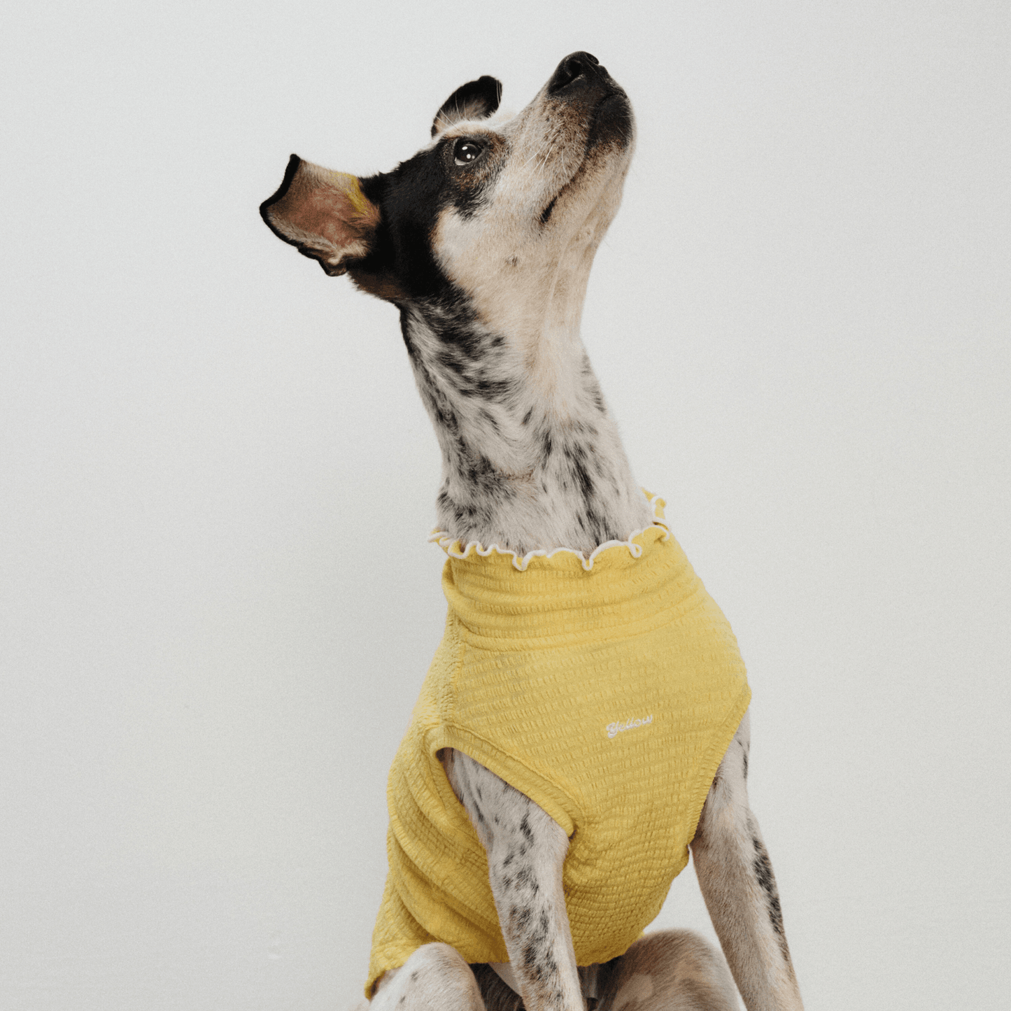 Greyhound sitting on the ground and looking up while wearing yellow Colorful Daily Series Wavy 3D Pleated Pet Vest
