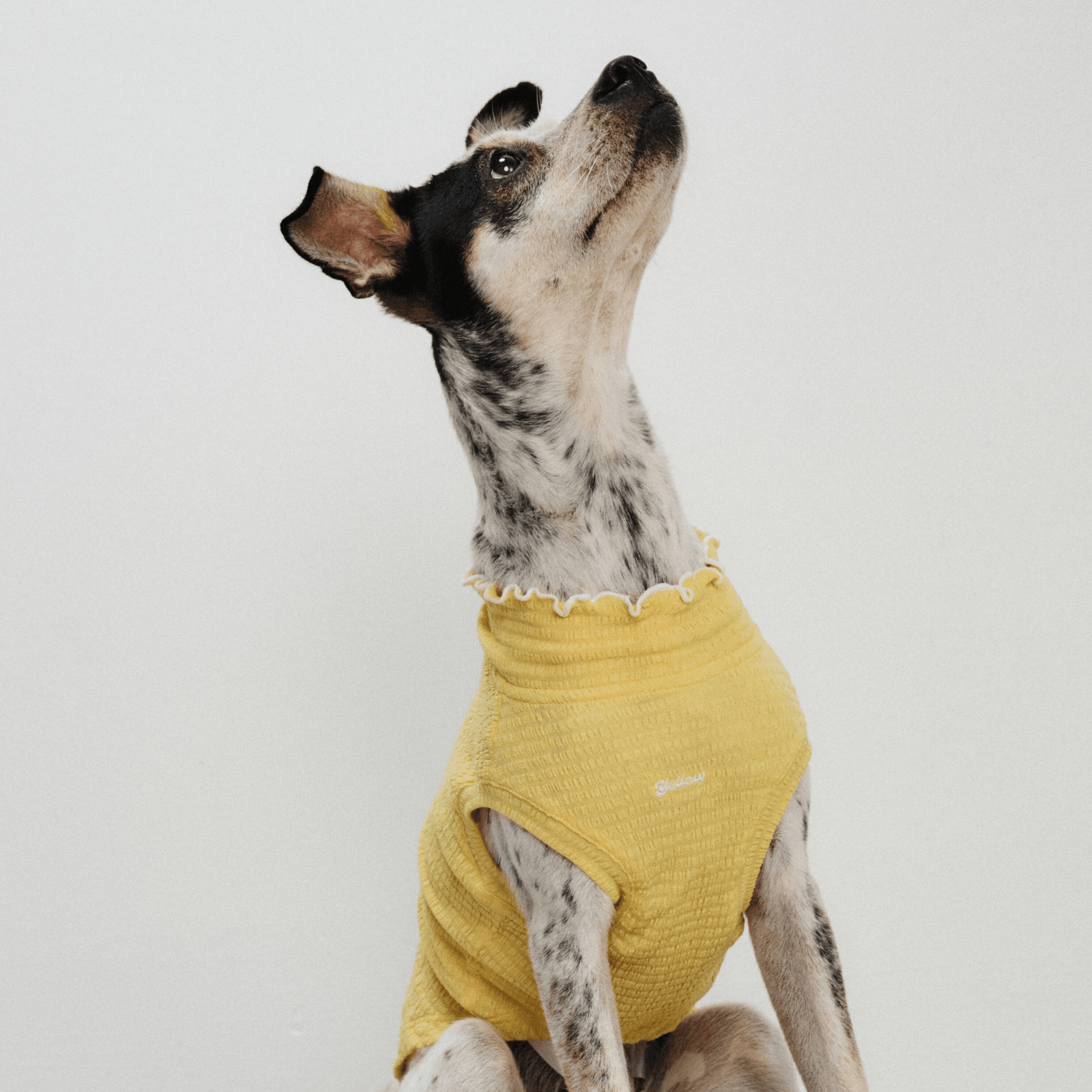 Greyhound sitting on the ground and looking up while wearing yellow Colorful Daily Series Wavy 3D Pleated Pet Vest
