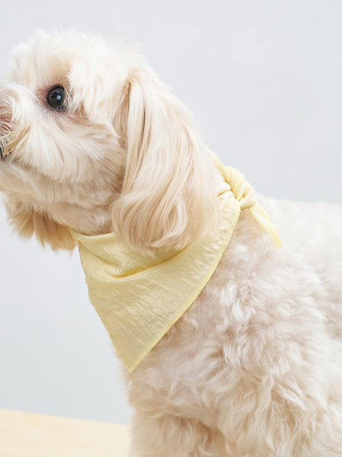 Maltipoo dog wearing the Colorful Daily yellow dog bandana with a softly crinkled texture and lightweight feel.