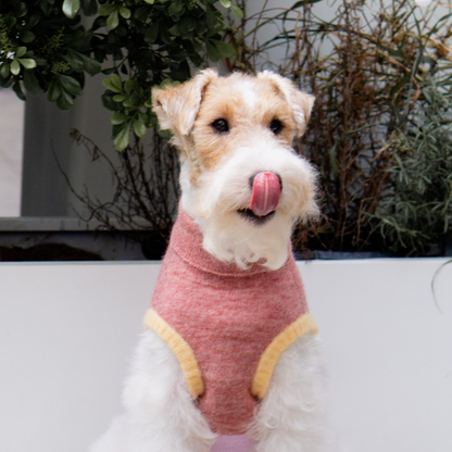 A Wire Fox Terrier showing off the cozy Cat-Sophy alpaca wool pet vest, combining warmth and elegance.