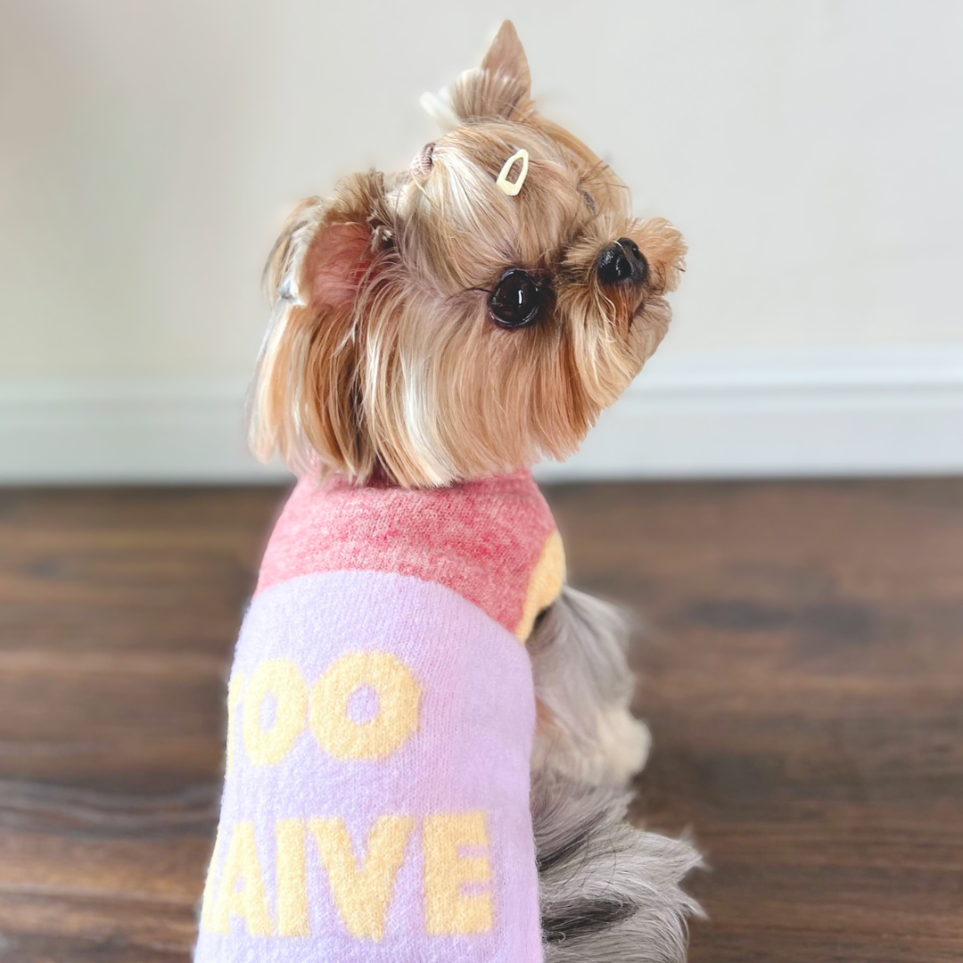 Back view of a Yorkshire Terrier wearing the Cat-Sophy alpaca wool pet knit vest — ultra-light, soft, and cozy for fall and winter.