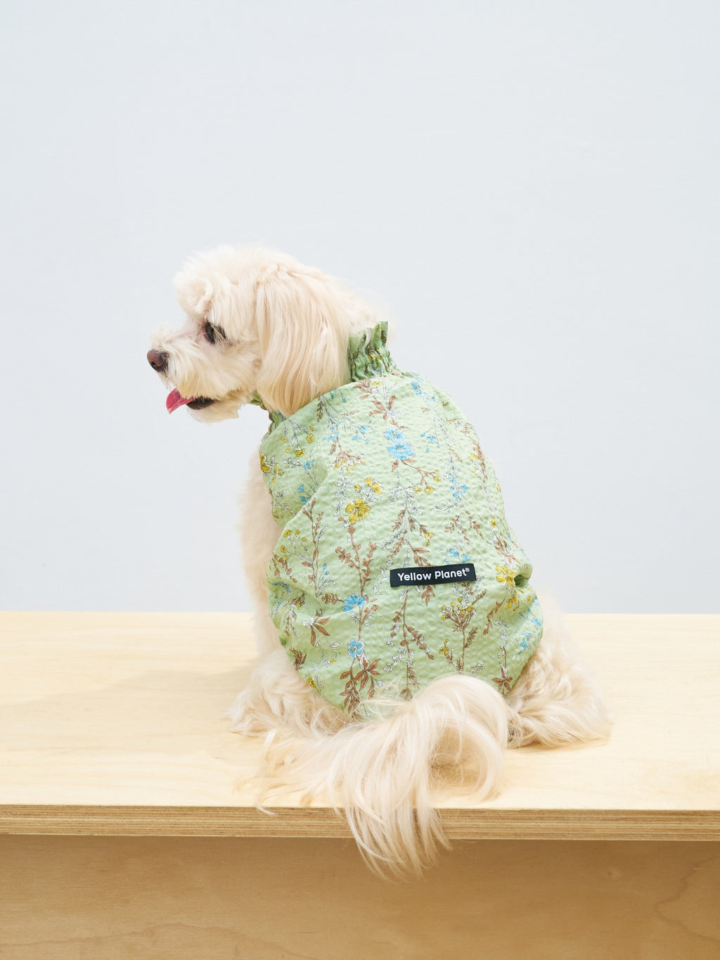 Back side view of a cream-colored dog wearing the Colorful Daily Nature's Verse Gentle Wave Tank in Forest Green, highlighting the soft cotton fabric and lightweight shape.