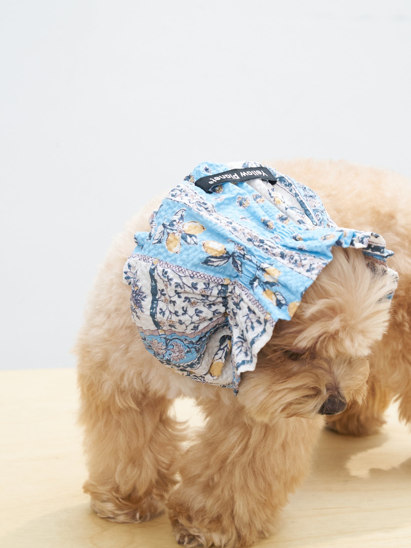 Back side view of a cream-colored dog wearing the Colorful Daily Nature's Verse Gentle Wave Snood in Limoncello, designed to help keep long ears neatly tucked away.