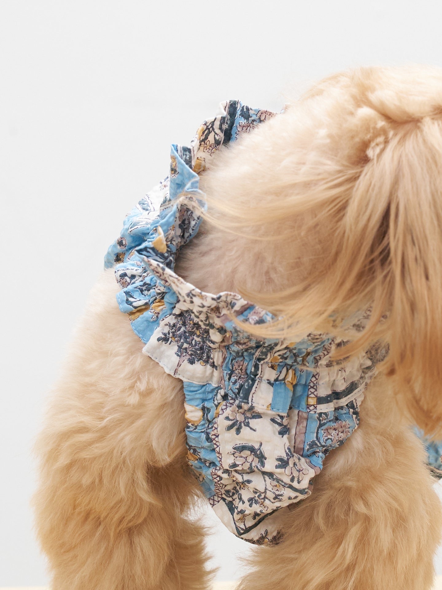 Close-up of a cream-colored dog wearing the Colorful Daily Nature's Verse Gentle Wave Tank in Limoncello, showing the soft printed fabric and gentle fit.