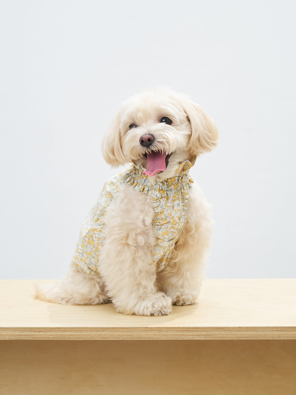 Front view of a cream-colored dog wearing the Colorful Daily Nature's Verse Gentle Wave Tank in Daisy, a breathable cotton tank for warm-weather outings.