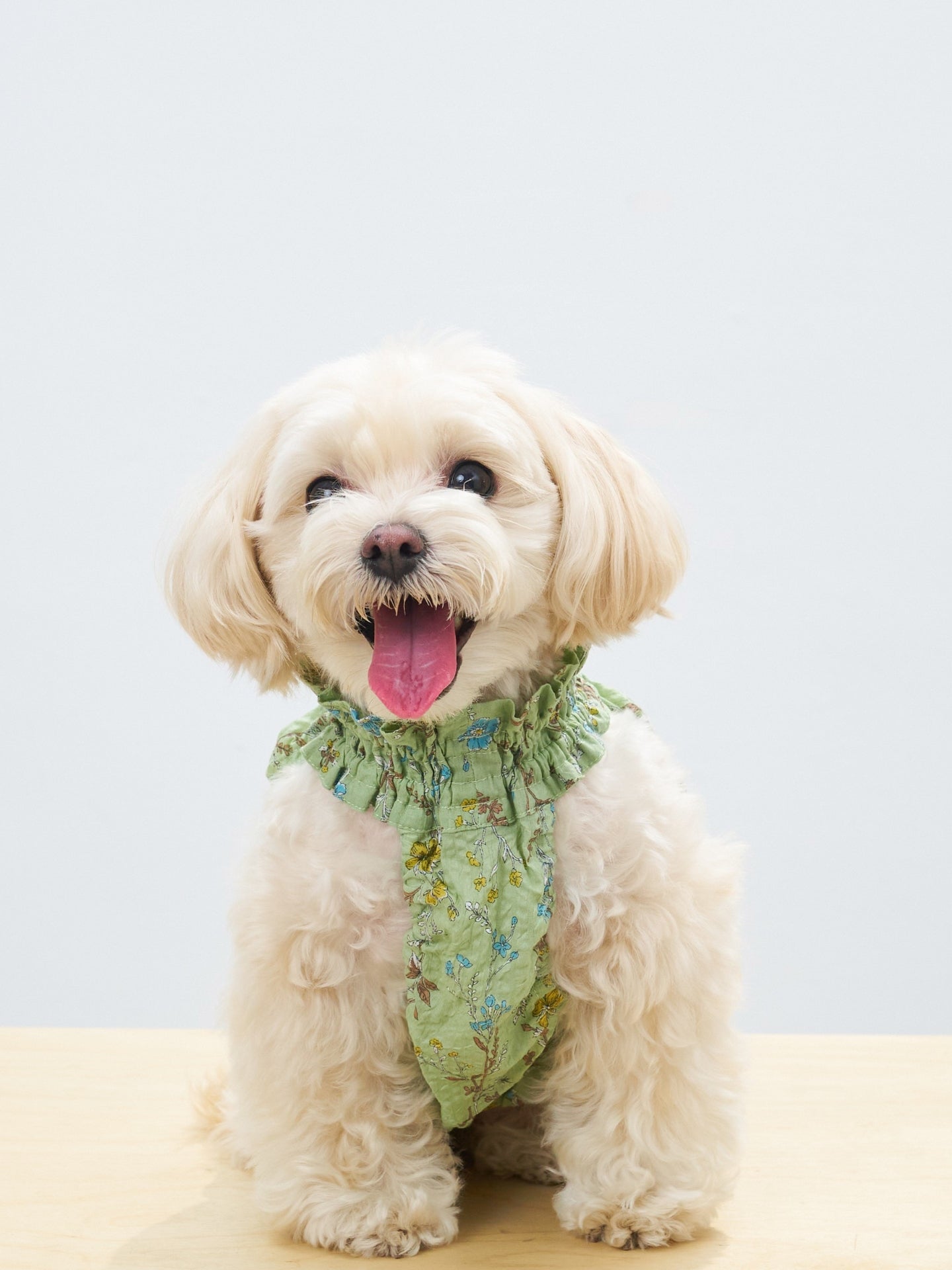 Front view of a cream-colored dog wearing the Colorful Daily Nature's Verse Gentle Wave Tank in Forest Green, a breathable cotton tank for warm-weather outings.