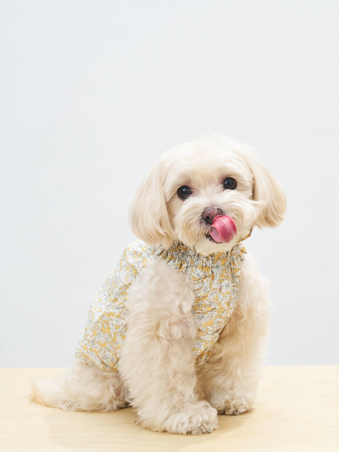 Portrait of a cream-colored dog wearing the Colorful Daily Nature's Verse Gentle Wave Tank in Daisy with a soft and comfortable fit.