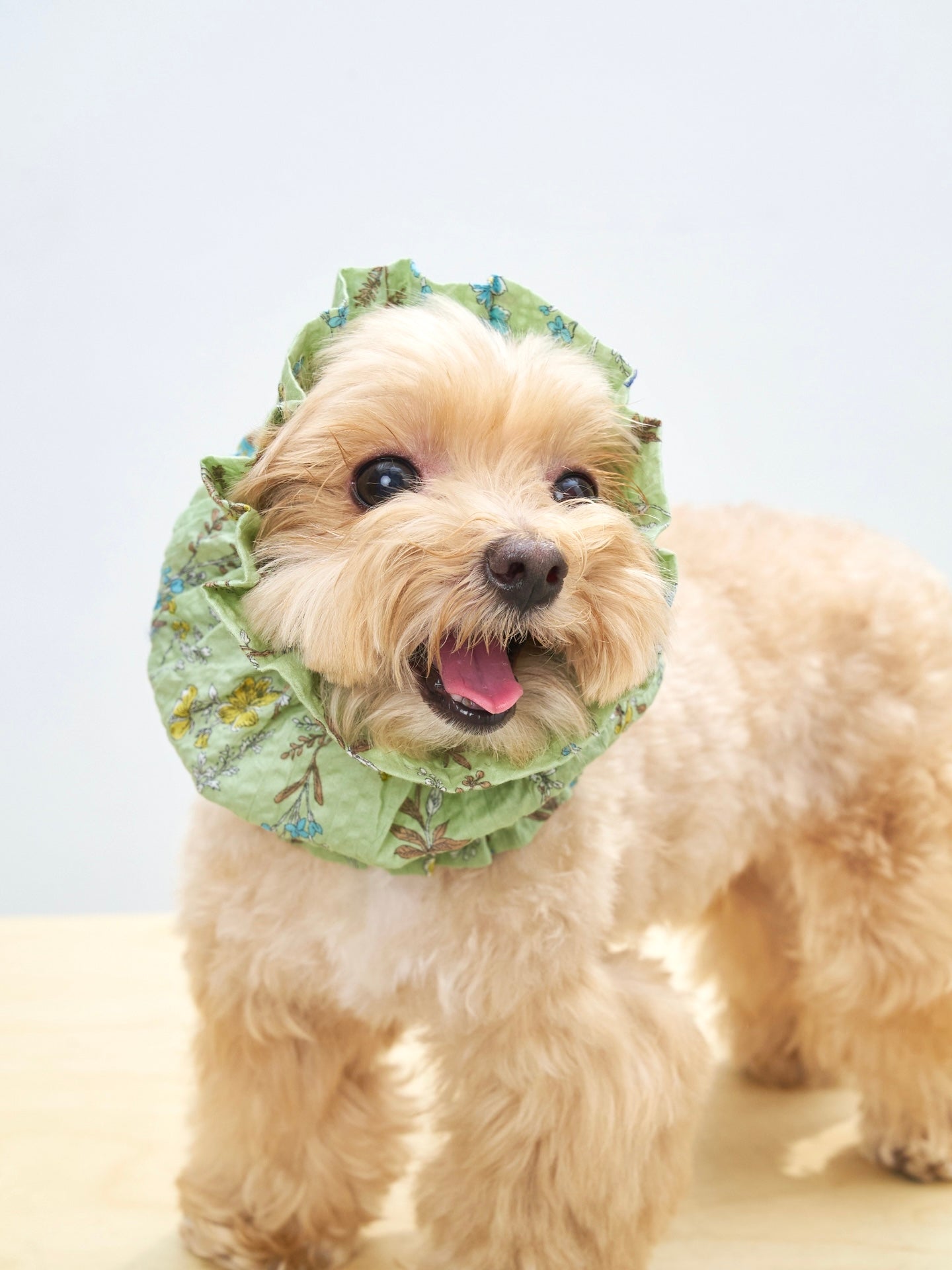 Portrait of a cream-colored dog wearing the Colorful Daily Nature's Verse Gentle Wave Snood in Forest Green with a soft gathered silhouette.