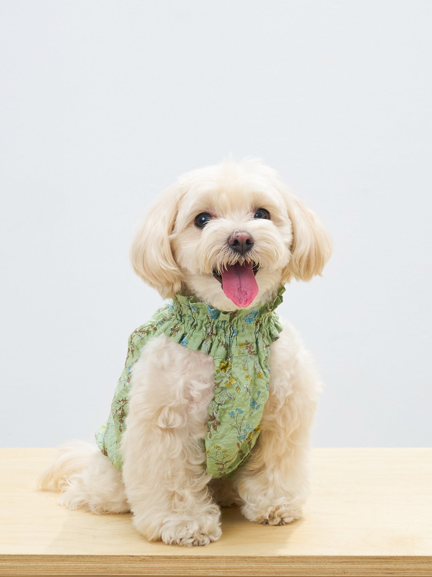 Portrait of a cream-colored dog wearing the Colorful Daily Nature's Verse Gentle Wave Tank in Forest Green, showing the easy and comfortable fit.