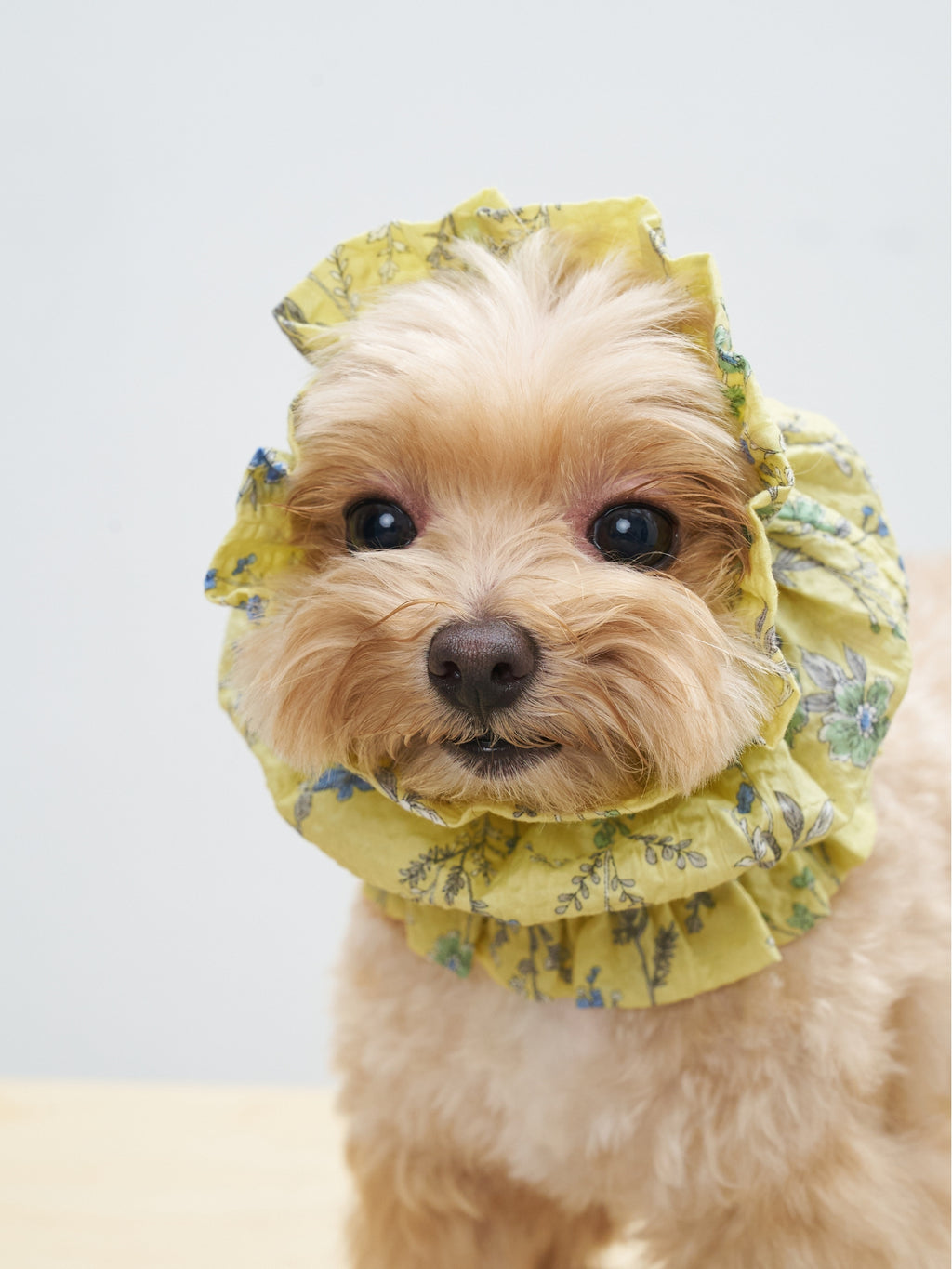 Portrait of a cream-colored dog wearing the Colorful Daily Nature's Verse Gentle Wave Snood in Forest Yellow with a soft gathered silhouette.