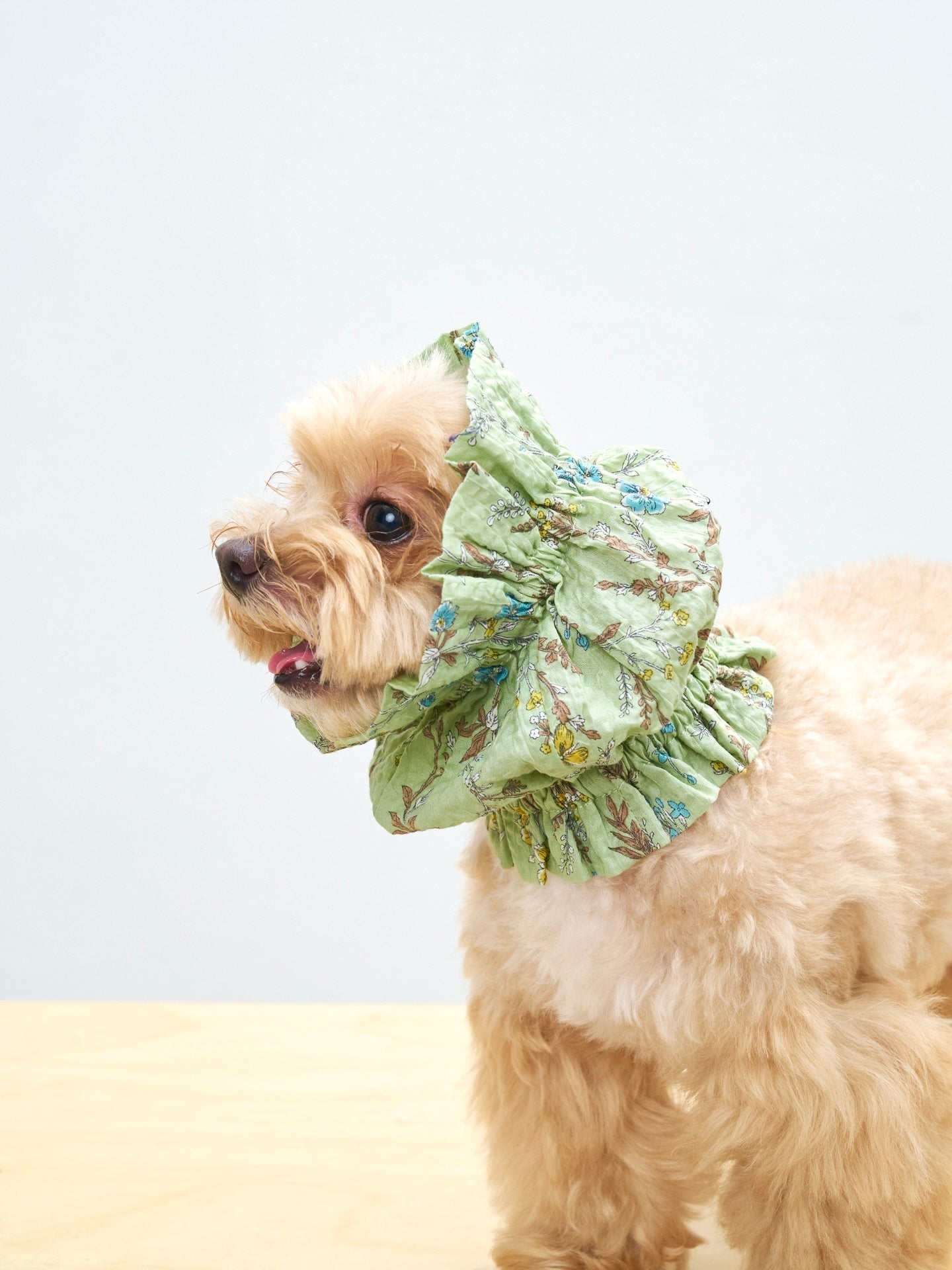 Side view of a cream-colored dog wearing the Colorful Daily Nature's Verse Gentle Wave Snood in Forest Green, showing the lightweight ear-covering design.