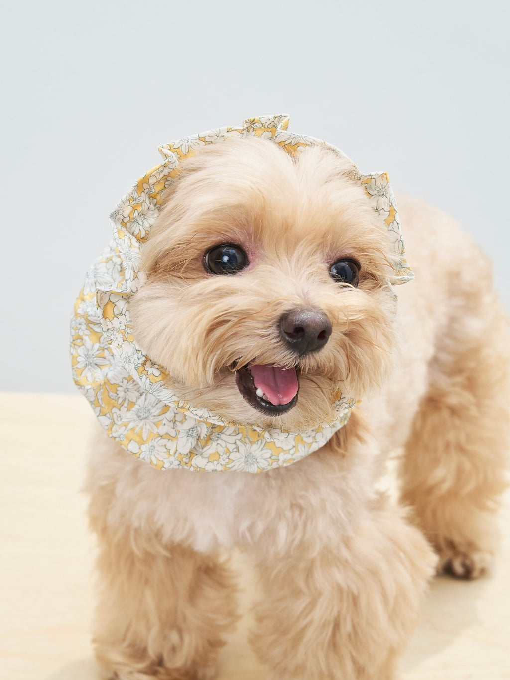 Smiling cream-colored dog wearing the Colorful Daily Nature's Verse Gentle Wave Snood in Daisy, designed to help keep long ears neatly tucked away.
